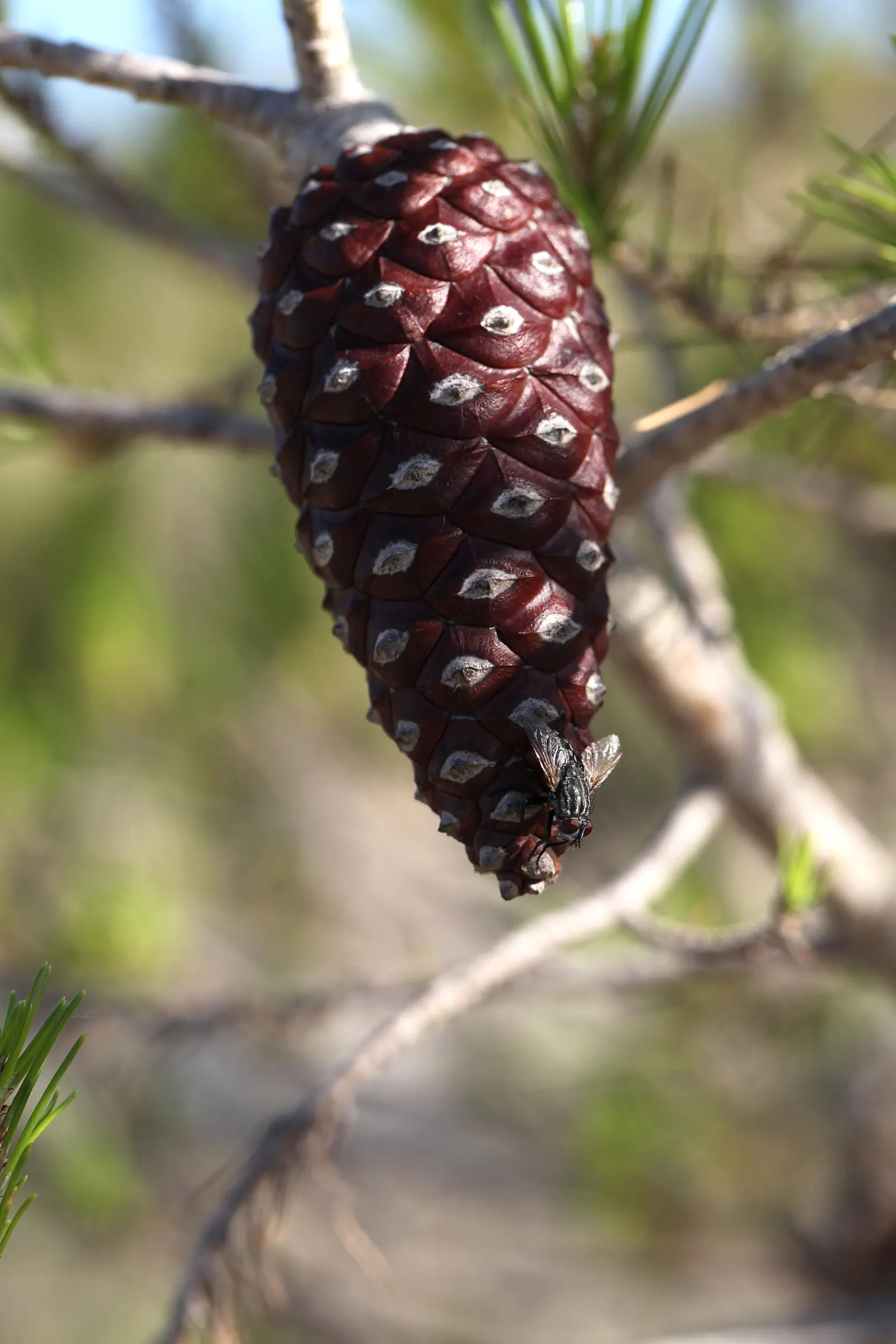 Aleppo Pine (Pinus Halepensis) — offering a striking silhouette and shade in warm climate landscapes; consider its moderate growth rate and potential size