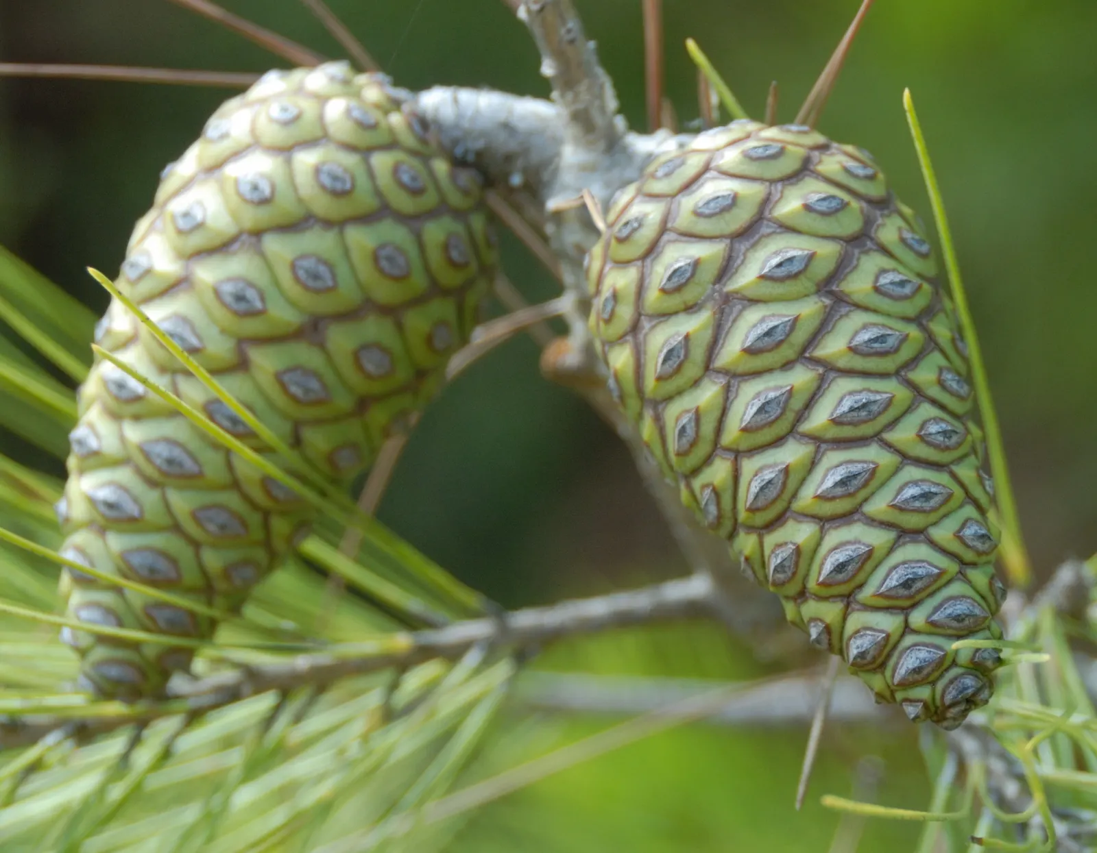 Aleppo Pine (Pinus Halepensis) — is a resilient and adaptable tree that can serve as an eye-catching specimen in your landscape design; it grows to an average