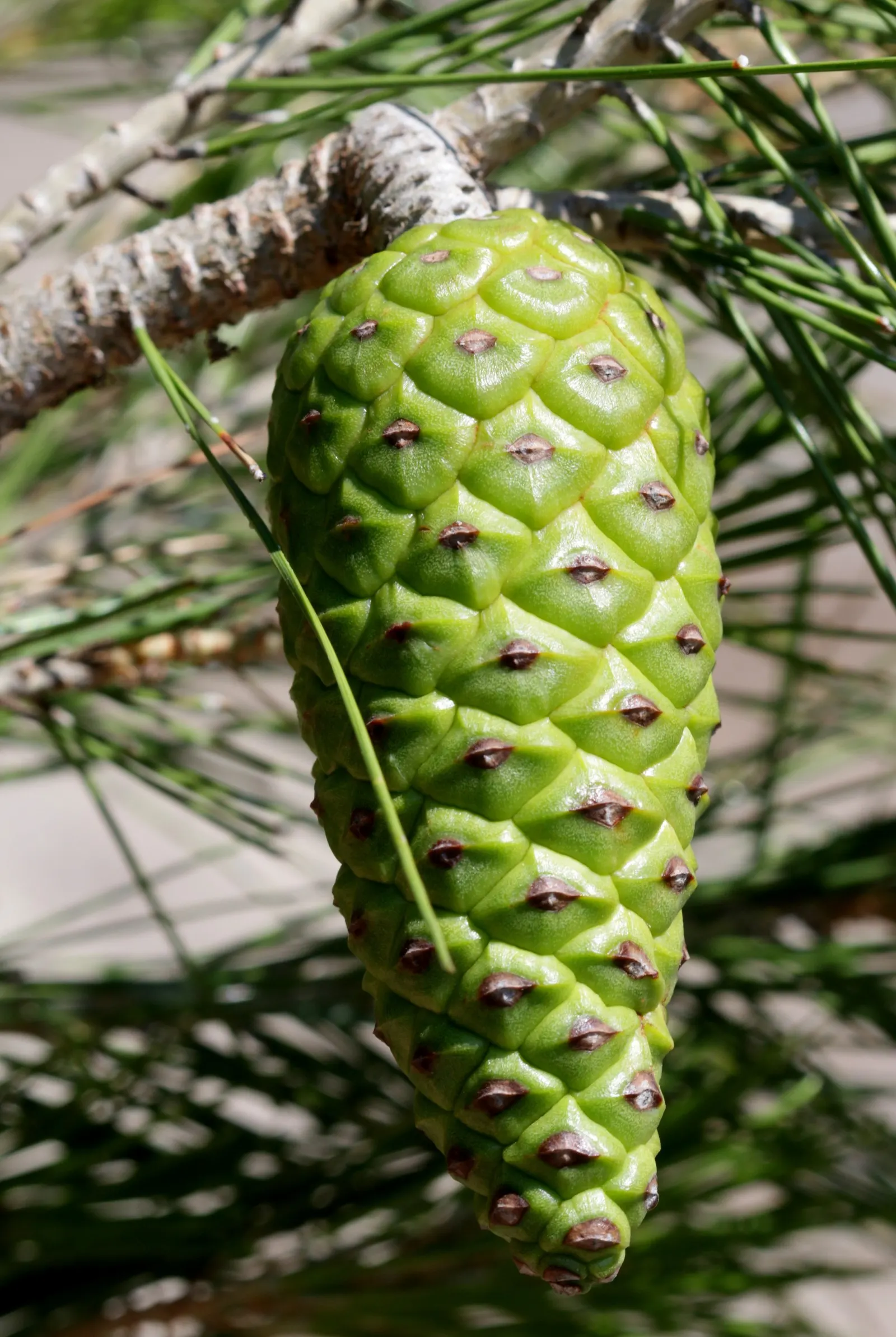Aleppo Pine (Pinus Halepensis) — Its bark is a distinctive reddish-brown, and it bears cones about 3-5 inches long; conifer / tree for full