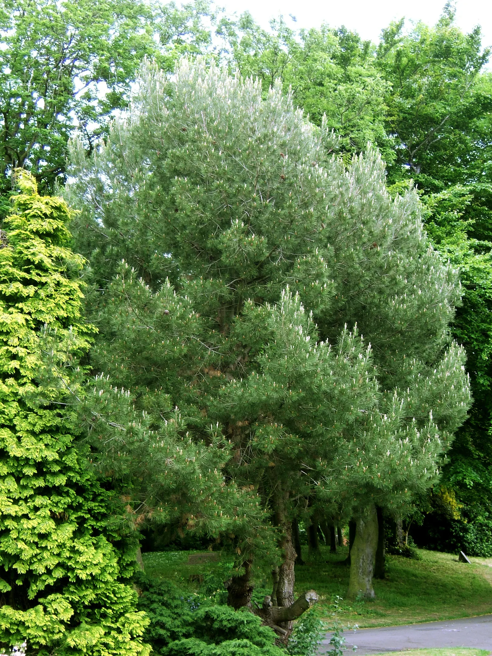Aleppo Pine (Pinus Halepensis) — Adaptable and drought-tolerant