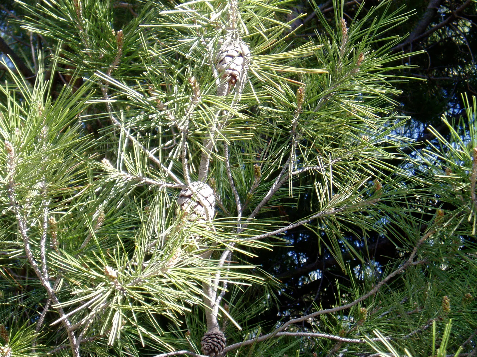 Aleppo Pine (Pinus Halepensis) — Adaptable and drought-tolerant; its open, irregular crown and rough, reddish-brown bark add character and texture, image 52