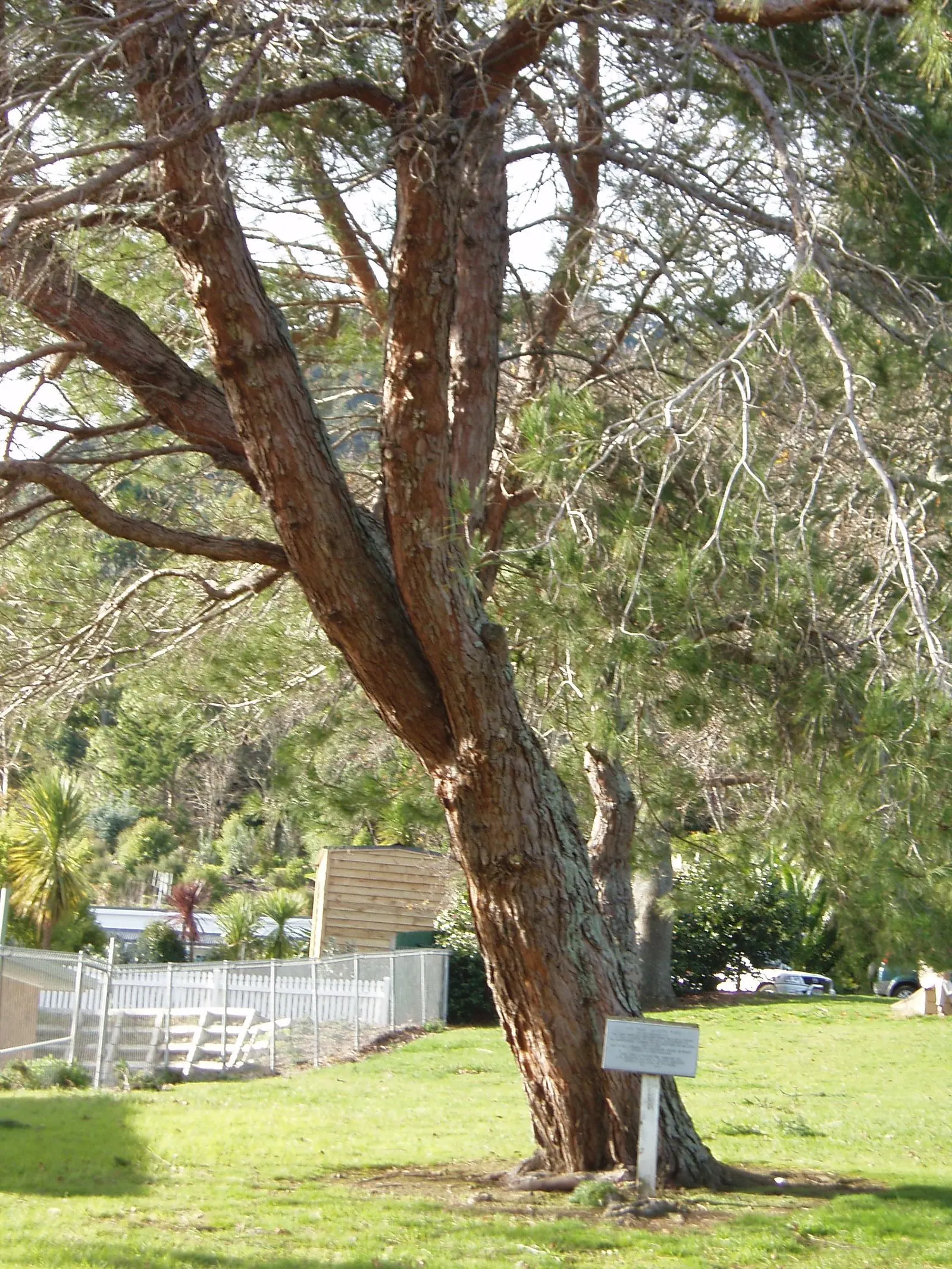 Aleppo Pine (Pinus Halepensis) — The Aleppo Pine, Pinus halepensis, is an evergreen conifer native to the Mediterranean; its bark is a distinctive