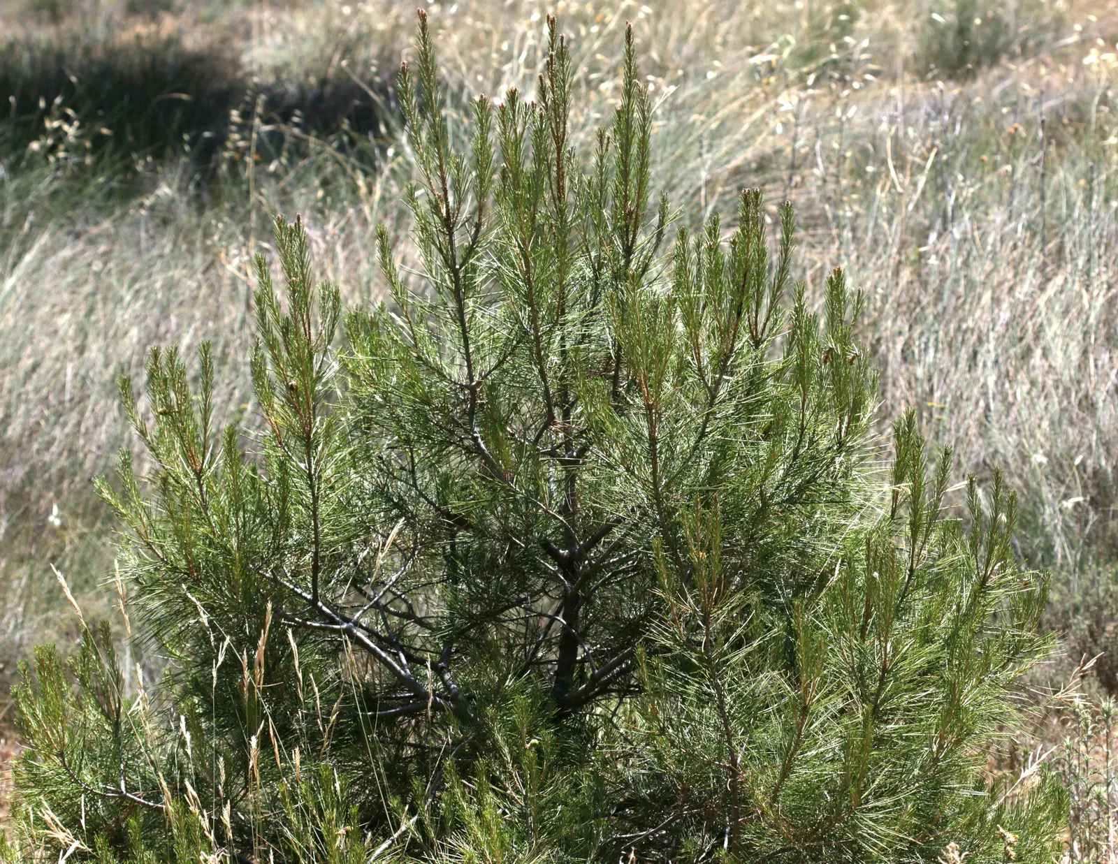 Aleppo Pine (Pinus Halepensis) — this evergreen conifer is renowned for its ability to withstand heat and dry conditions; full sun is ideal for optimal health
