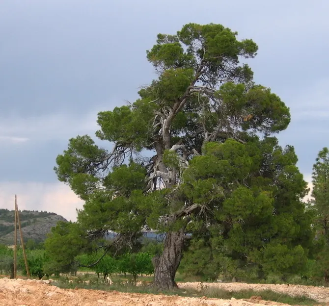 Aleppo Pine (Pinus Halepensis) — the Aleppo Pine is low-maintenance once established