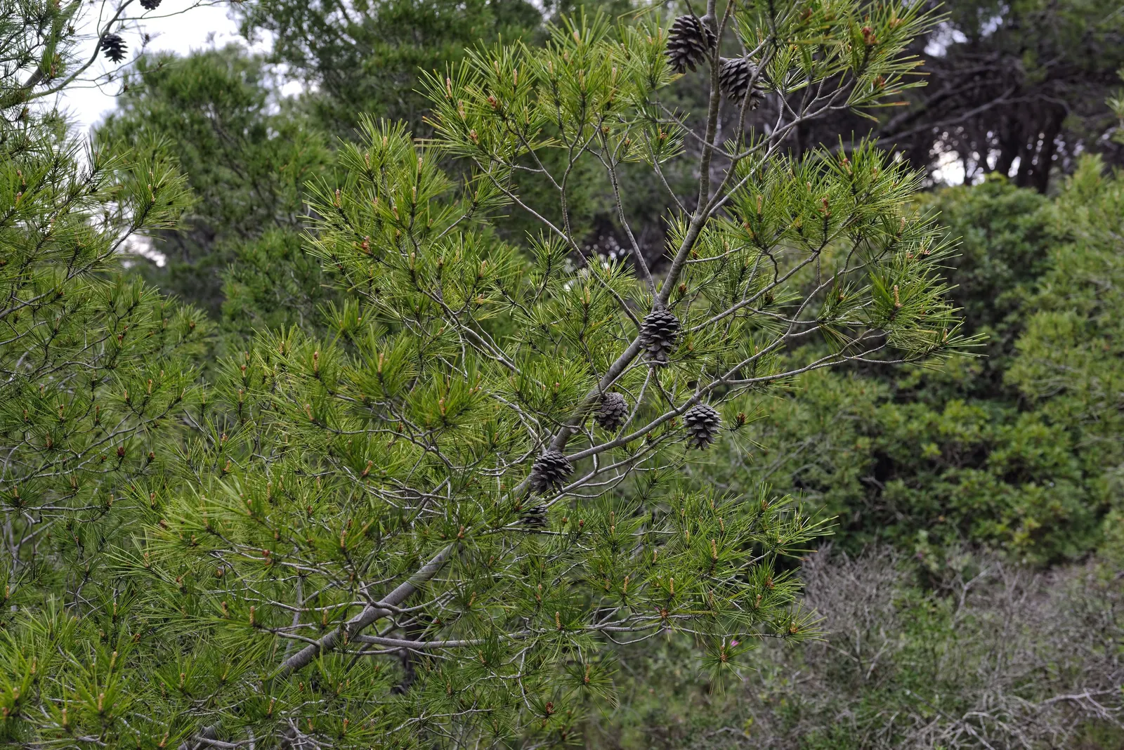 Aleppo Pine (Pinus Halepensis) — requiring only occasional watering during prolonged droughts