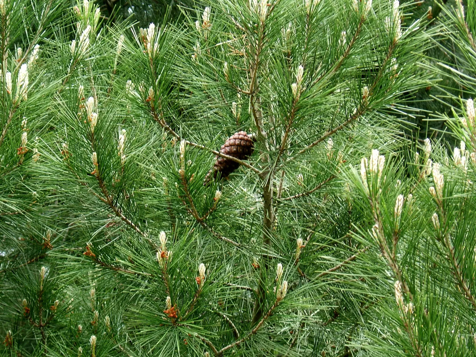 Aleppo Pine (Pinus Halepensis) — This tree prefers full sun and well-drained soils; aleppo Pine - Pinus halepensis<br><br>The Aleppo Pine