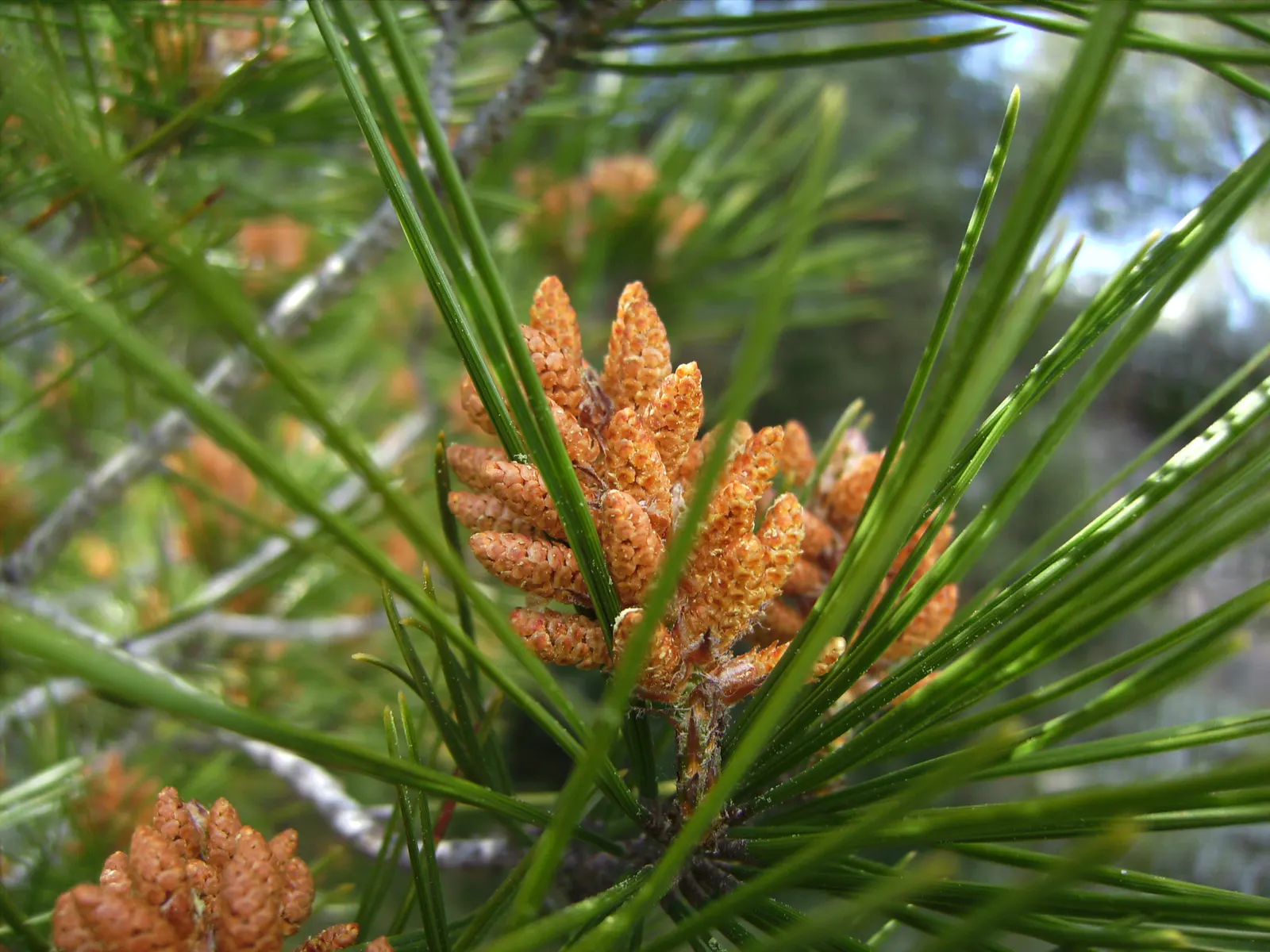 Aleppo Pine (Pinus Halepensis) — Its open, irregular crown and rough, reddish-brown bark add character and texture to any garden setting; the Aleppo Pine can