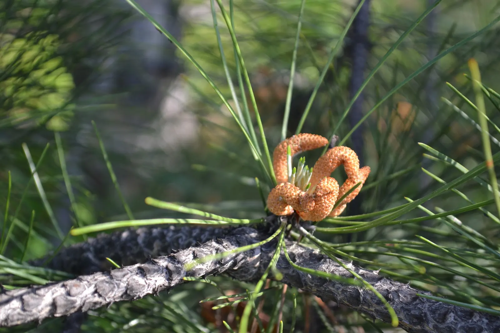 Aleppo Pine (Pinus Halepensis) — conifer / tree for full; requiring only occasional watering during prolonged droughts