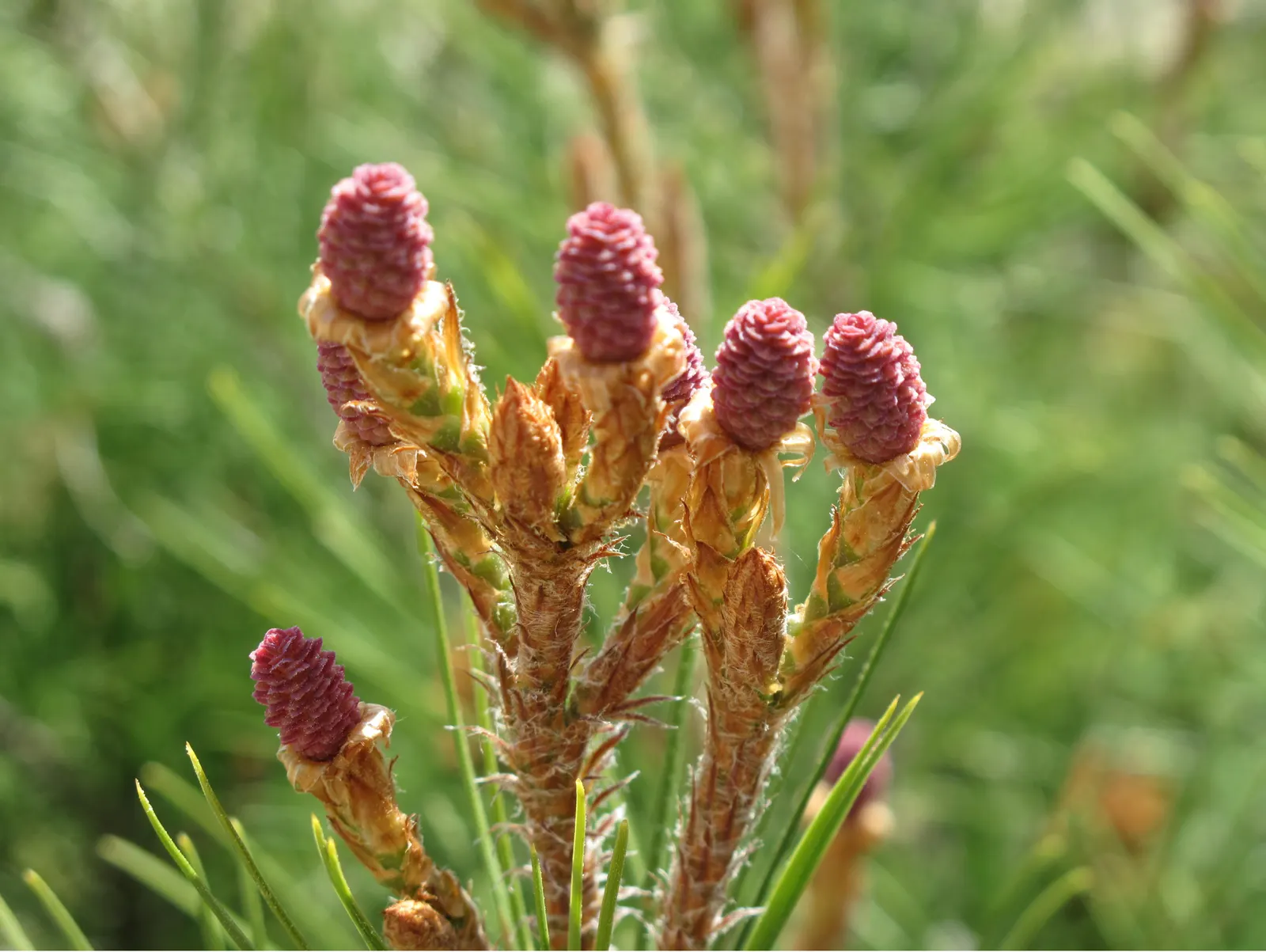 Aleppo Pine (Pinus Halepensis) — and the tree is quite tolerant of a variety of soils; with its unique aesthetic and hardy nature
