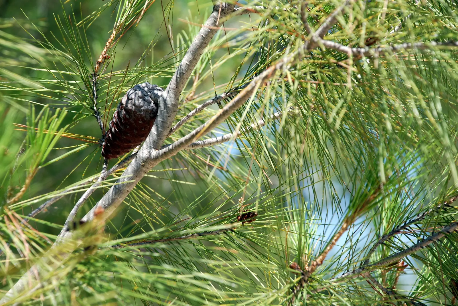 Aleppo Pine (Pinus Halepensis) — ensuring that the tree won't become overcrowded or require extensive pruning; native to the Mediterranean region