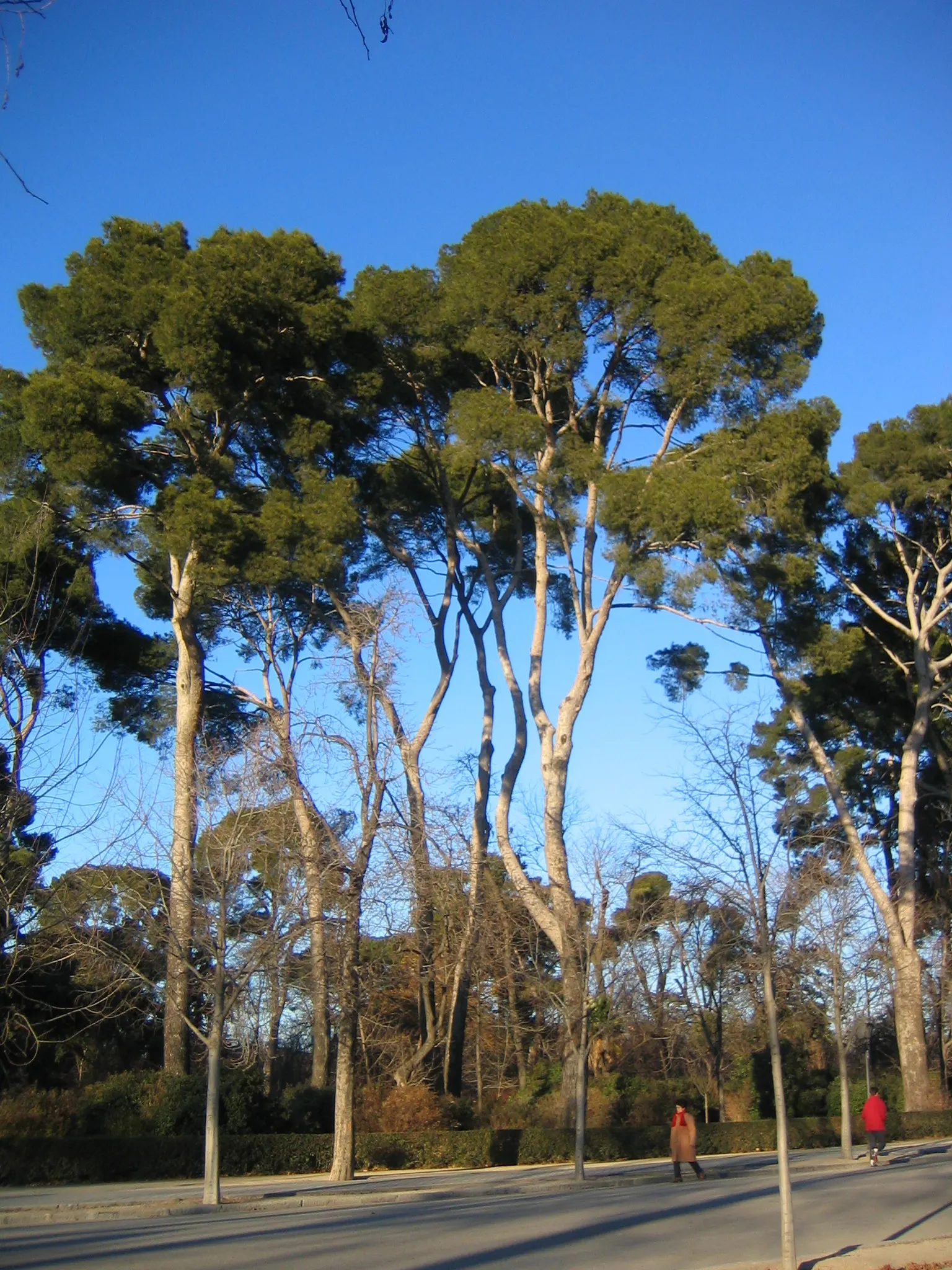 Aleppo Pine (Pinus Halepensis) — With its unique aesthetic and hardy nature; is a resilient and adaptable tree that can serve as an eye-catching specimen in