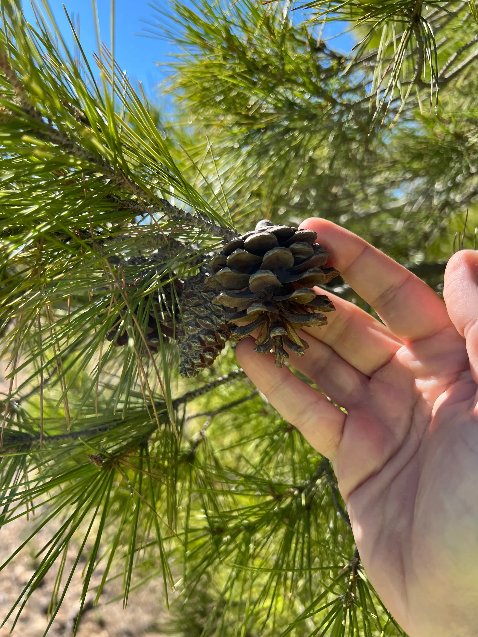 Aleppo Pine (Pinus Halepensis) — Full sun is ideal for optimal health and growth; ensuring that the tree won't become overcrowded or require extensive pruning