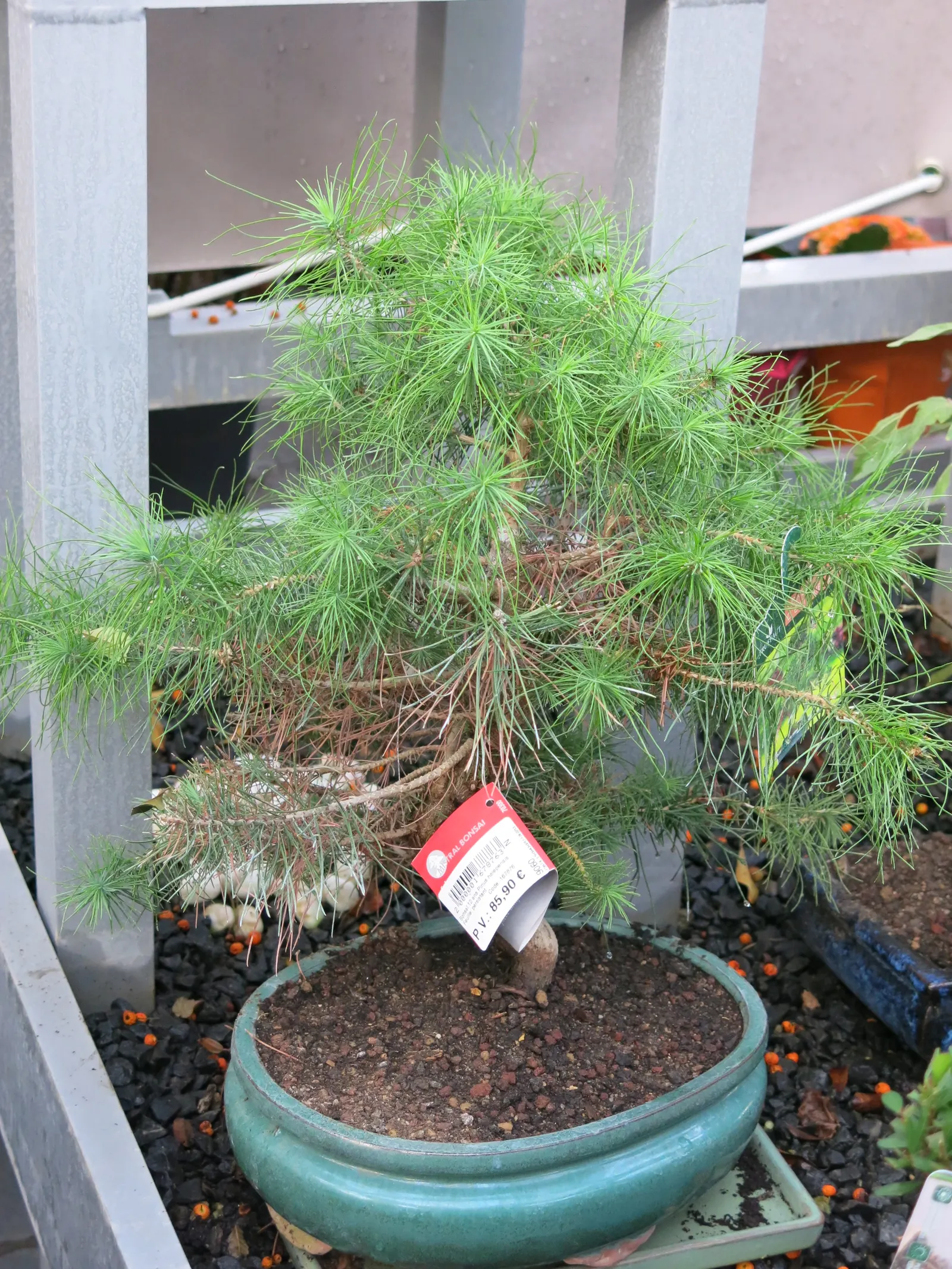 Aleppo Pine (Pinus Halepensis) — The needles are relatively short; offering a striking silhouette and shade in warm climate landscapes