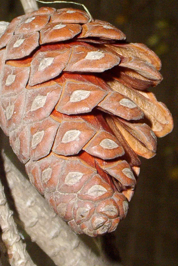 Aleppo Pine (Pinus Halepensis) — consider its moderate growth rate and potential size; making it suitable for parks and large gardens