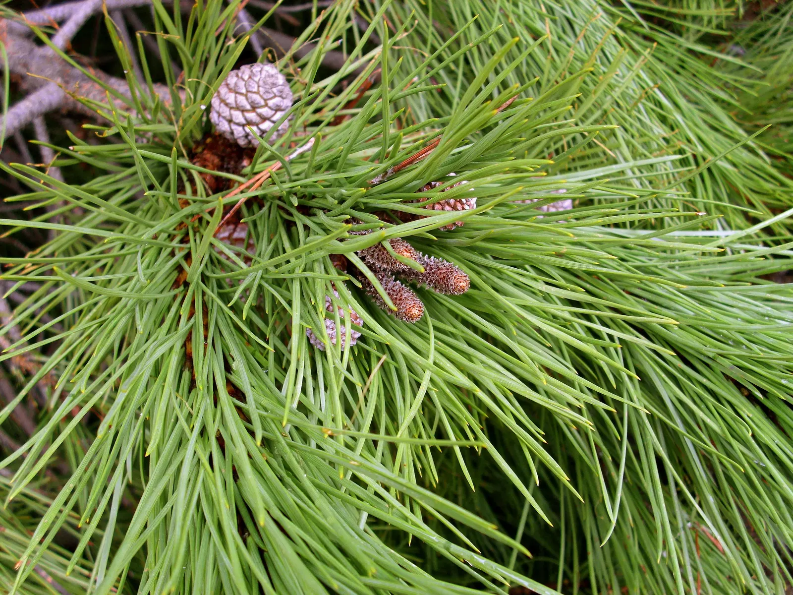 Aleppo Pine (Pinus Halepensis) — around 2.5 to 4 inches long, image 38