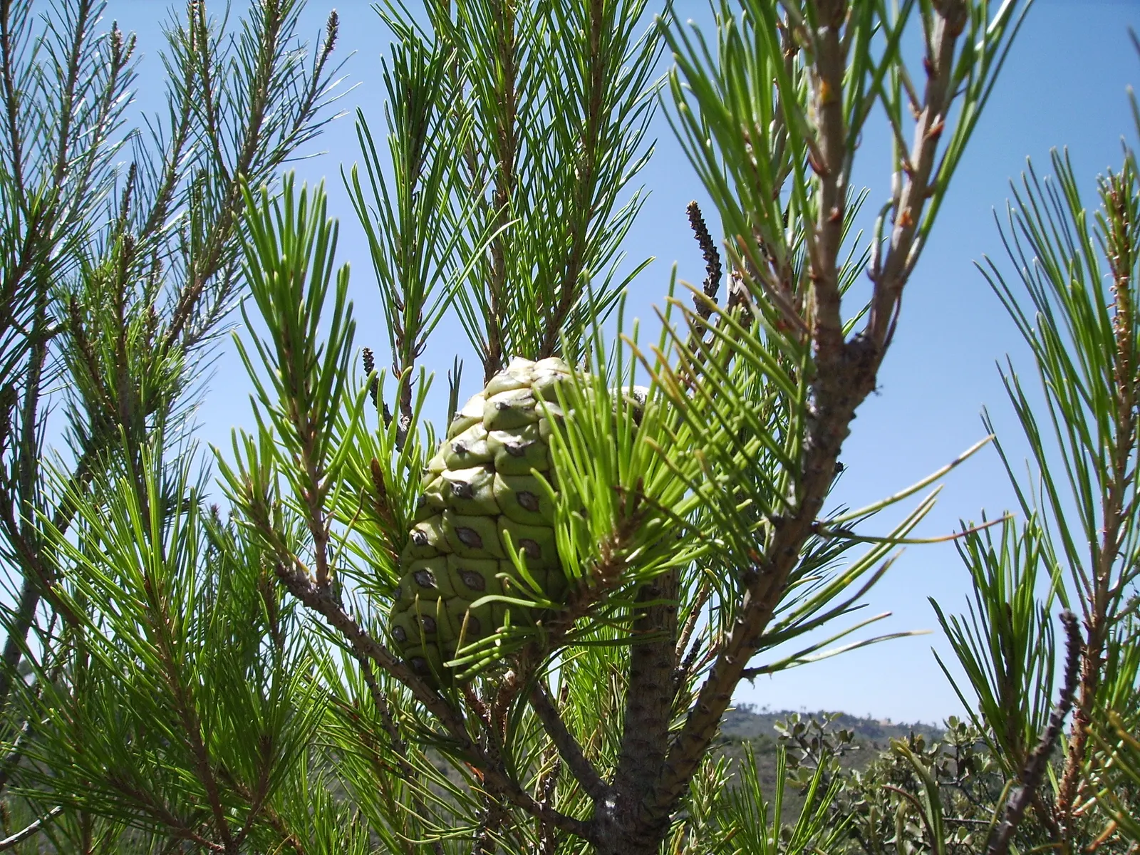 Aleppo Pine (Pinus Halepensis) — though well-drained conditions are preferred.<br><br>Do note its ability to adapt to urban environments; this tree prefers