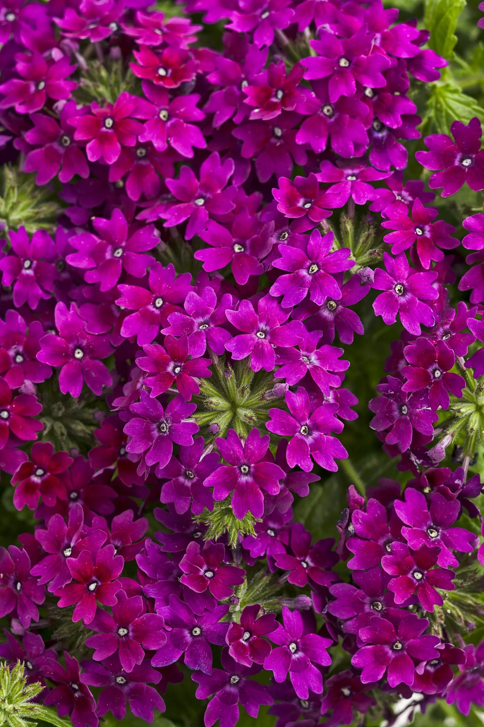 Plum Wine Verbena — pairing elegantly with silver foliage