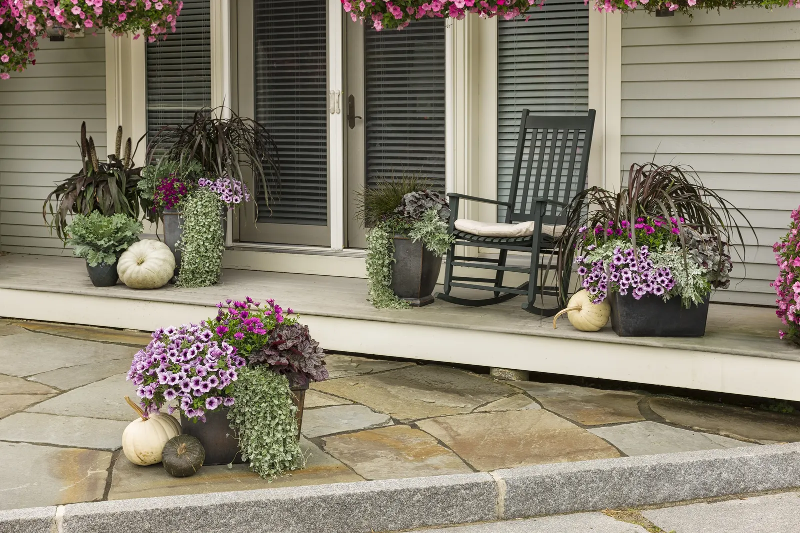 Purple African Daisy (Osteospermum) — Plants will "bury their dead" (new flowers will quickly cover old flowers) so no deadheading necessary