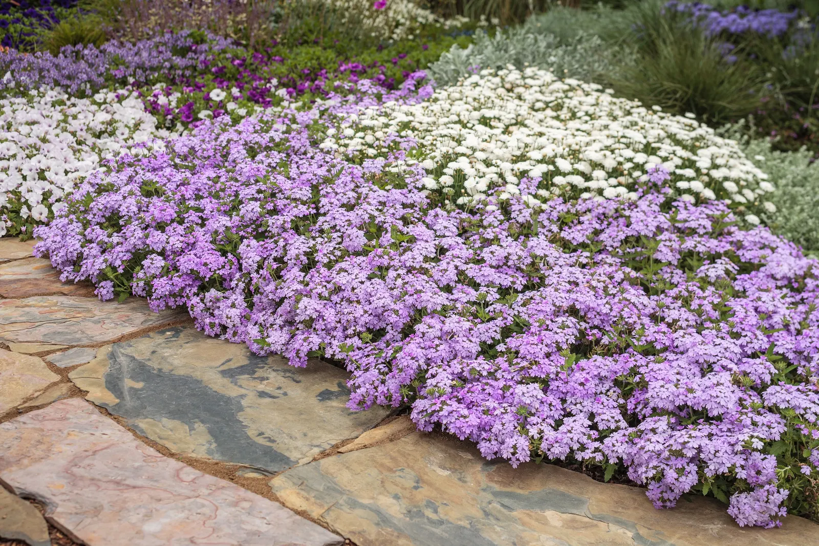 Plum Wine Verbena — and serves beautifully as both a filler and spiller in mixed containers