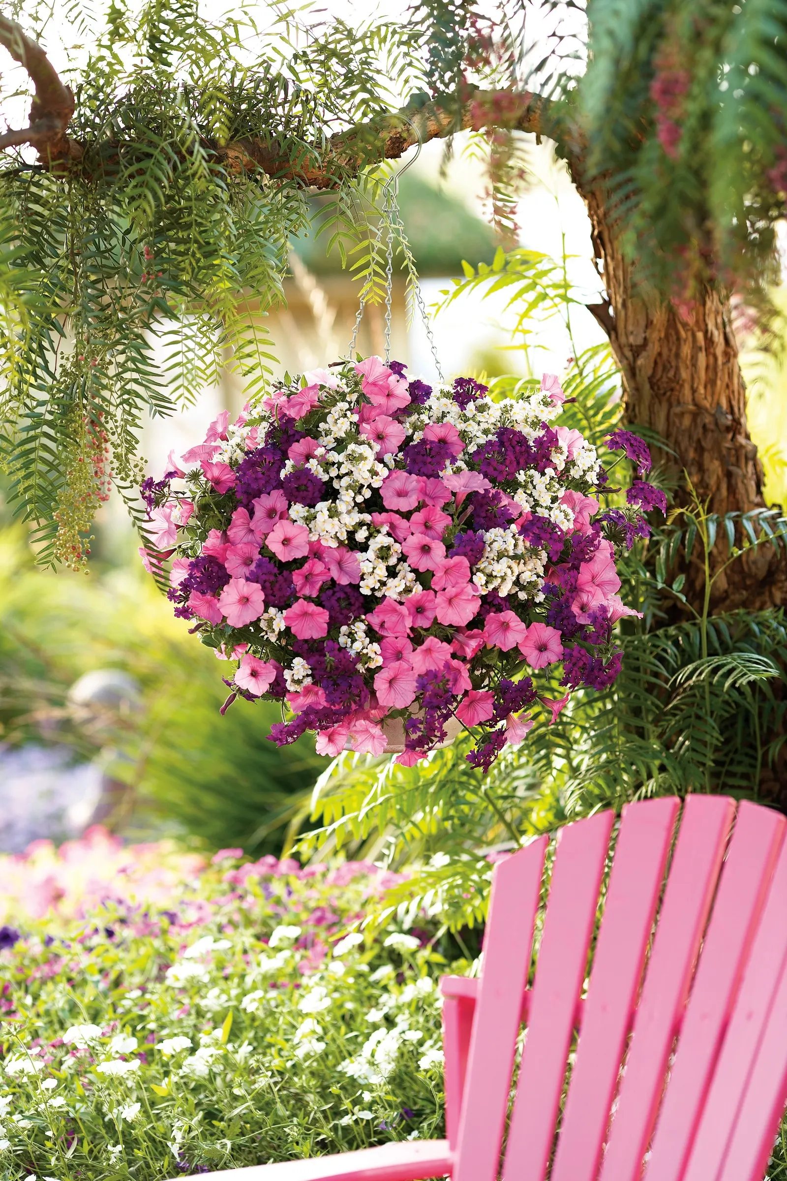 Coconut III Nemesia — commonly referred to as Coconut III Nemesia