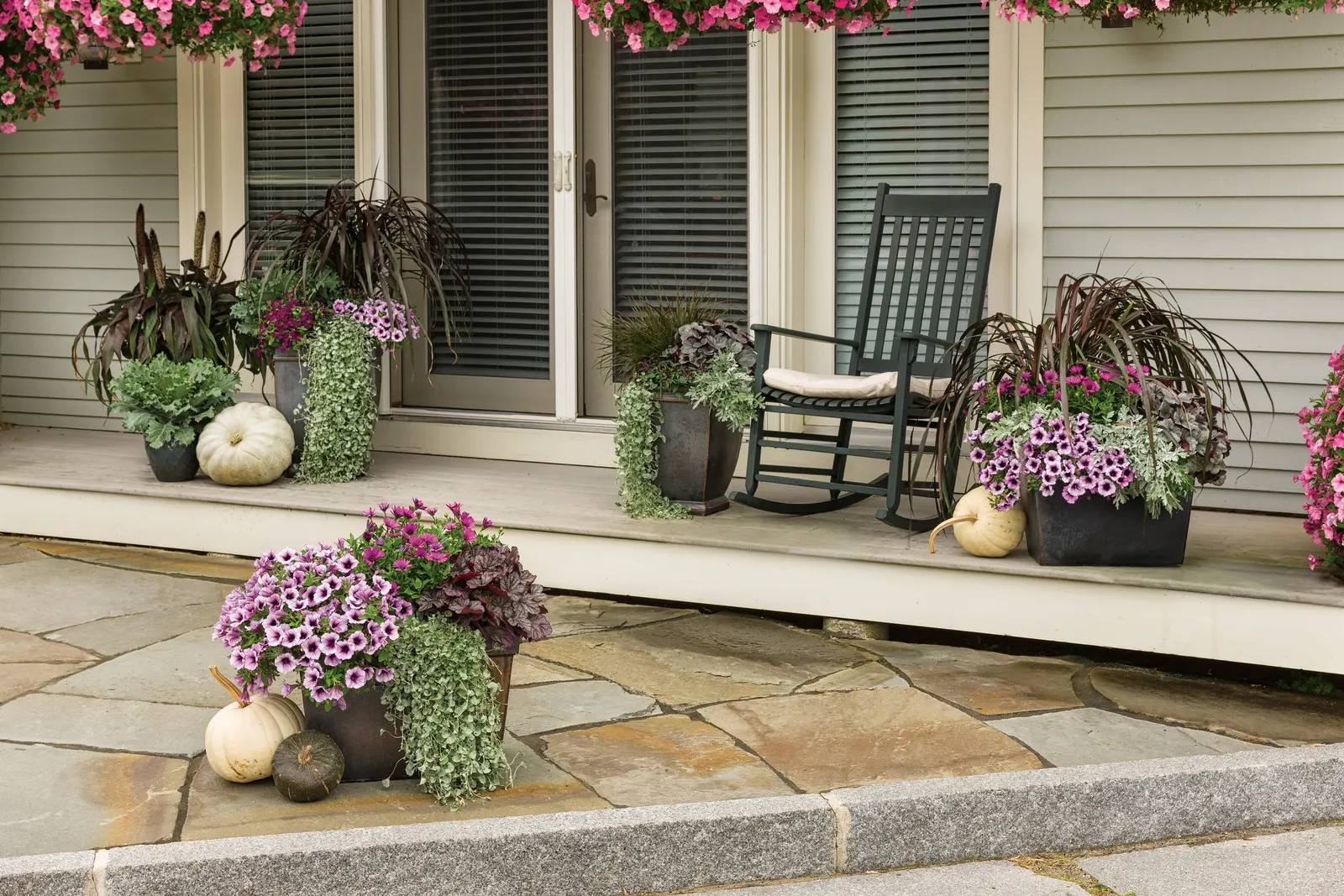 Purple African Daisy (Osteospermum) — Proven Winners - Bright Lights™ Purple - African Daisy - Osteospermum purple plant details