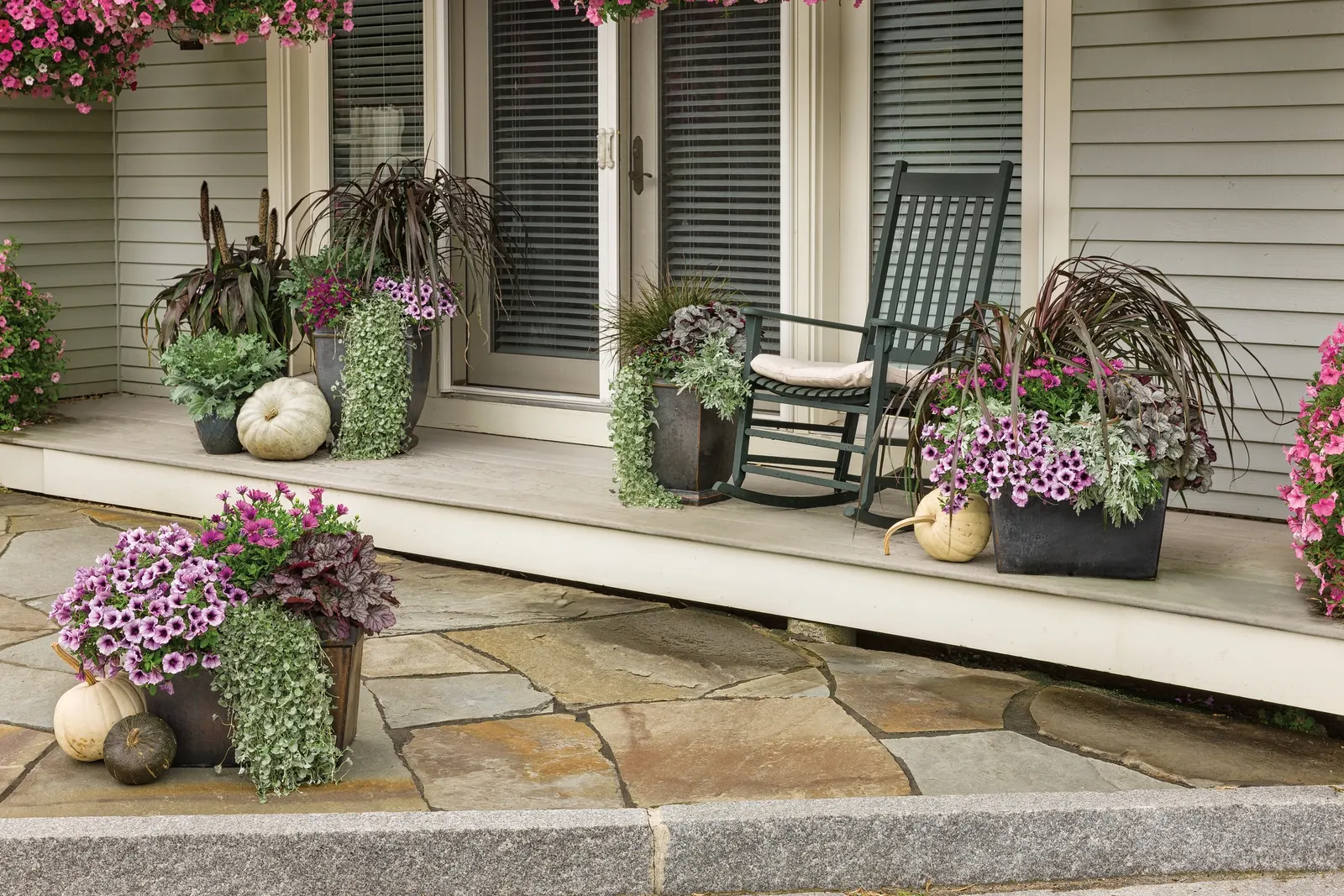 Silver Falls™ Dichondra (Dichondra argentea) — shimmering curtain of foliage