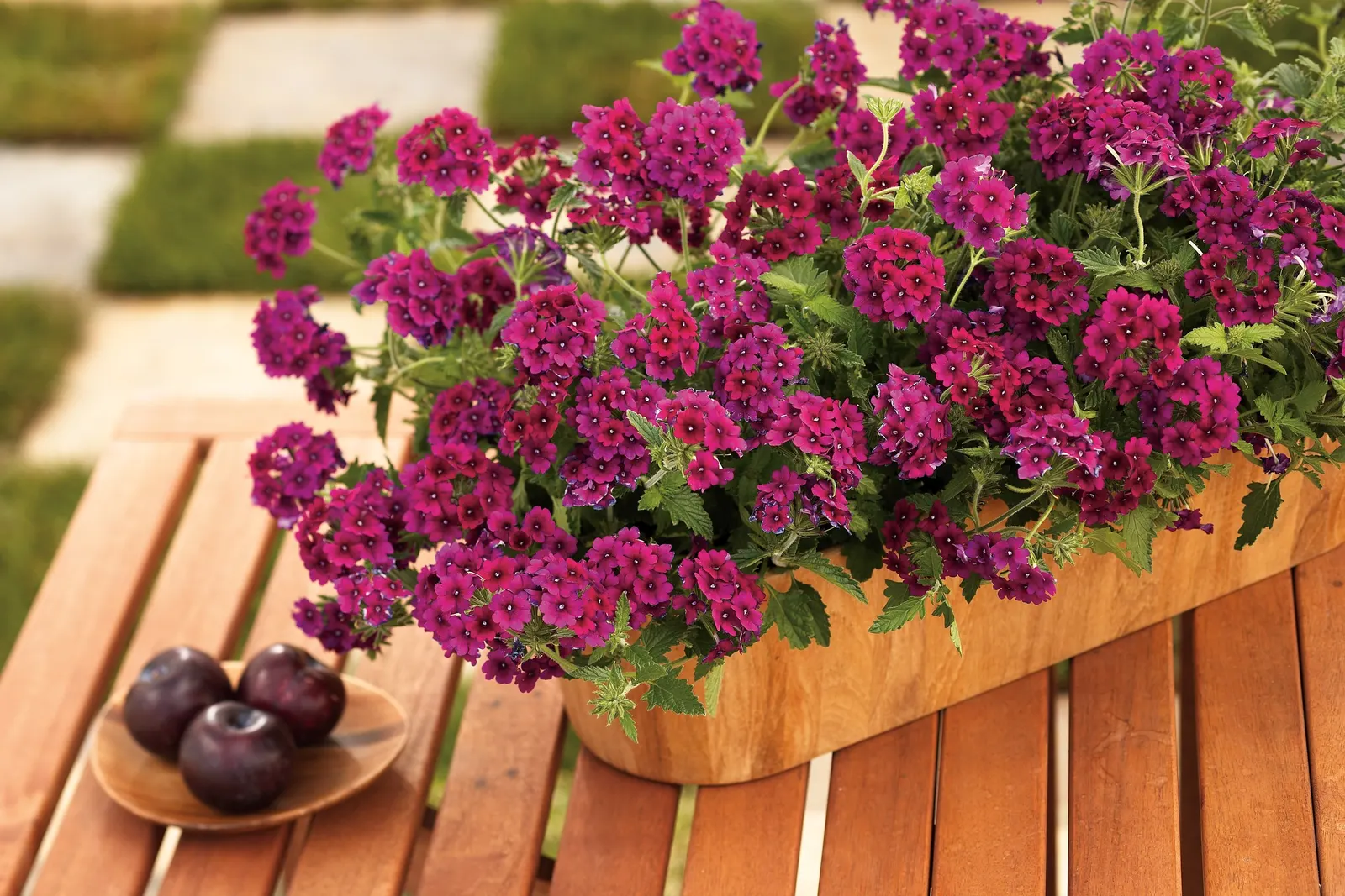 Plum Wine Verbena — In containers, regular feeding will help sustain its floriferous display