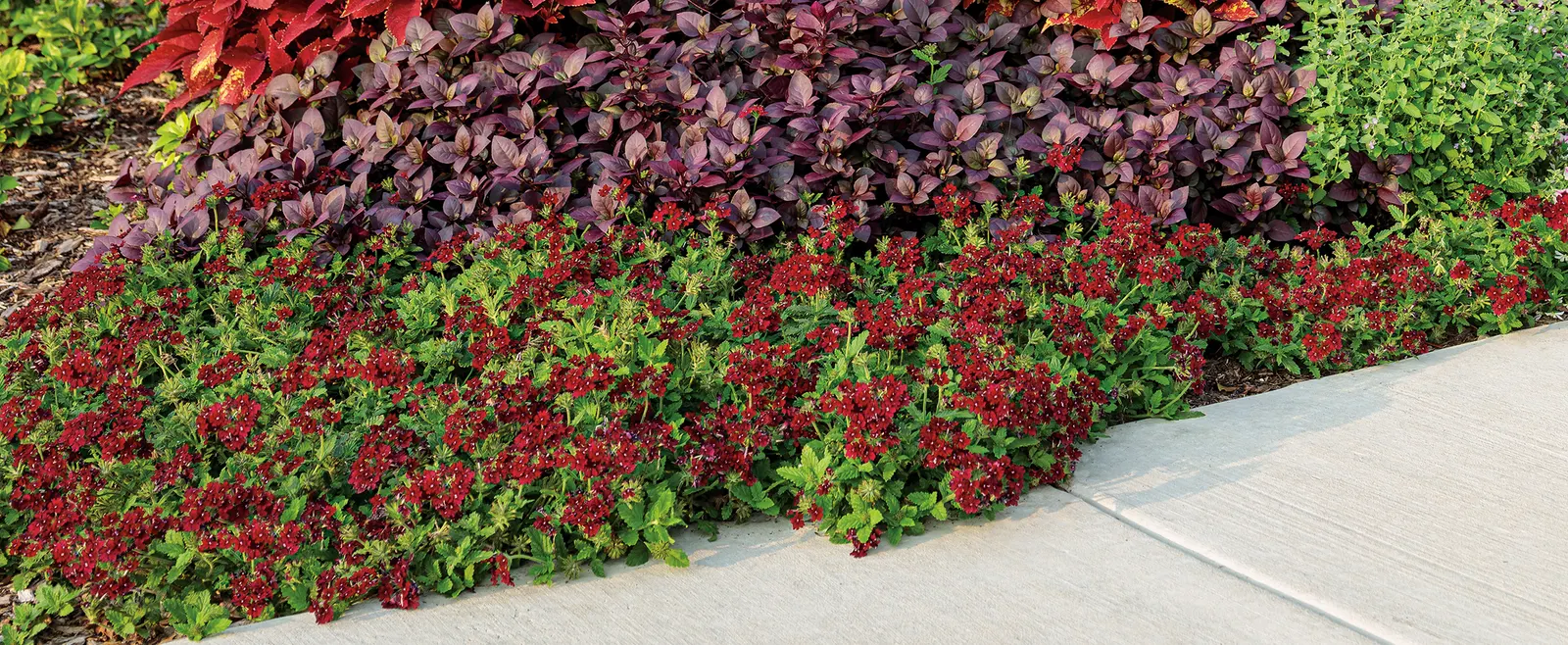 Plum Wine Verbena — Deadheading is not necessary