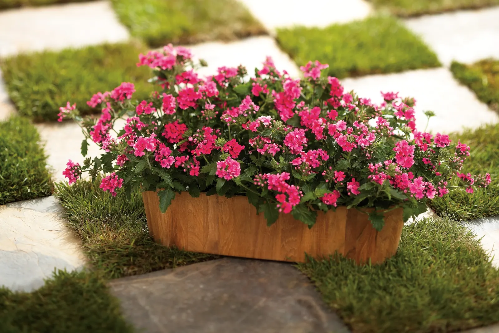 Plum Wine Verbena — is a mounding-trailing annual from the Proven Winners® Superbena Royale® series