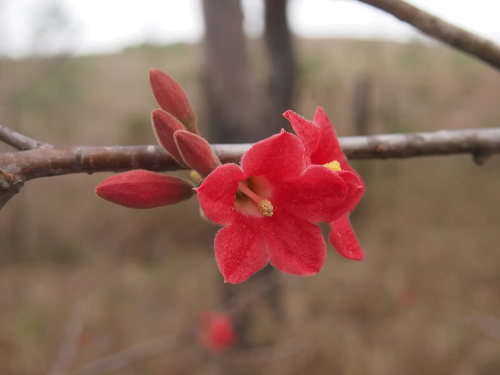 Little Kurrajong (Brachychiton Bidwilli) — making it a suitable choice for gardens where space might be a consideration