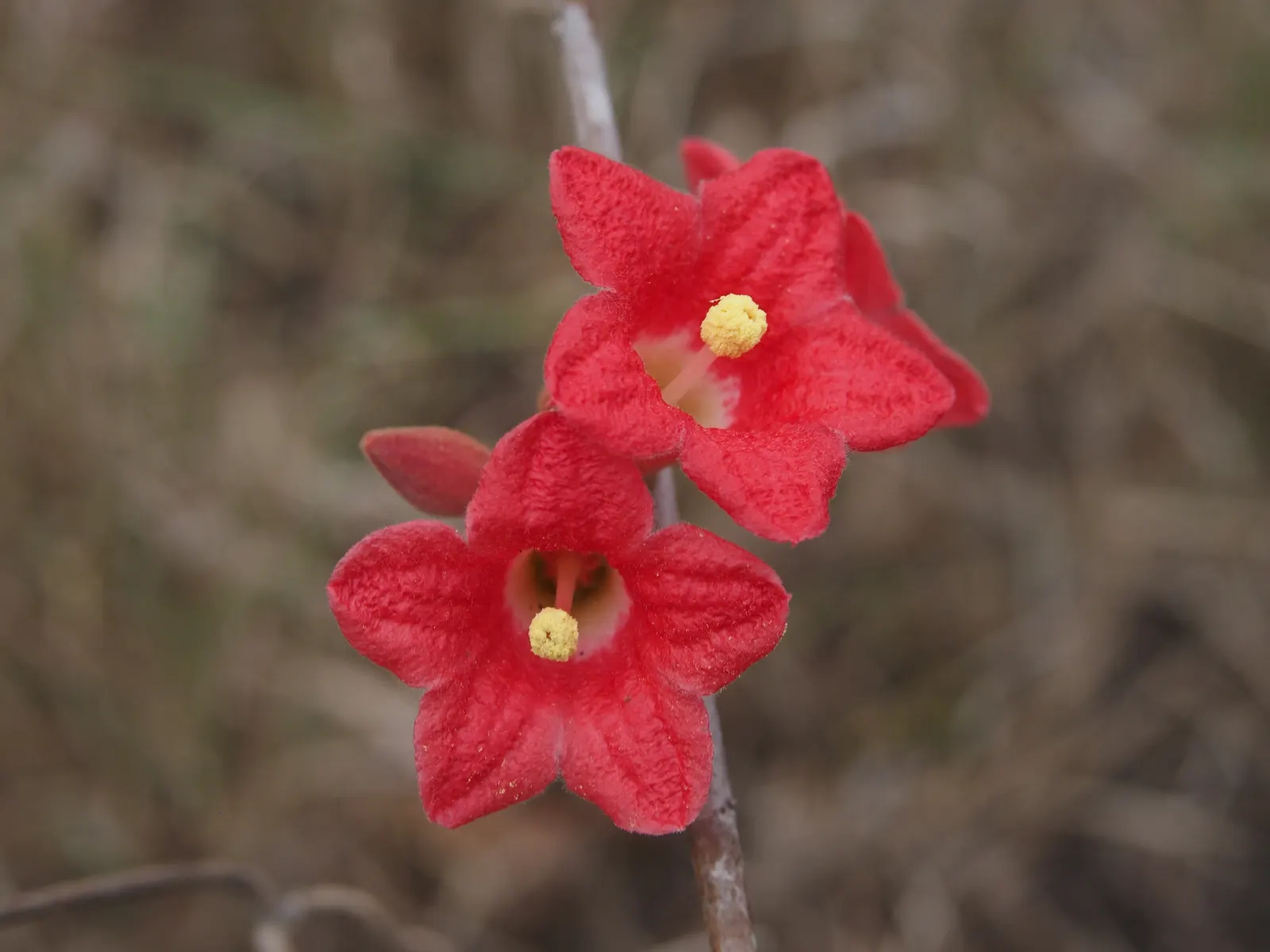 Little Kurrajong (Brachychiton Bidwilli) — this Australian native thrives in well-drained soil and full to partial sun exposure