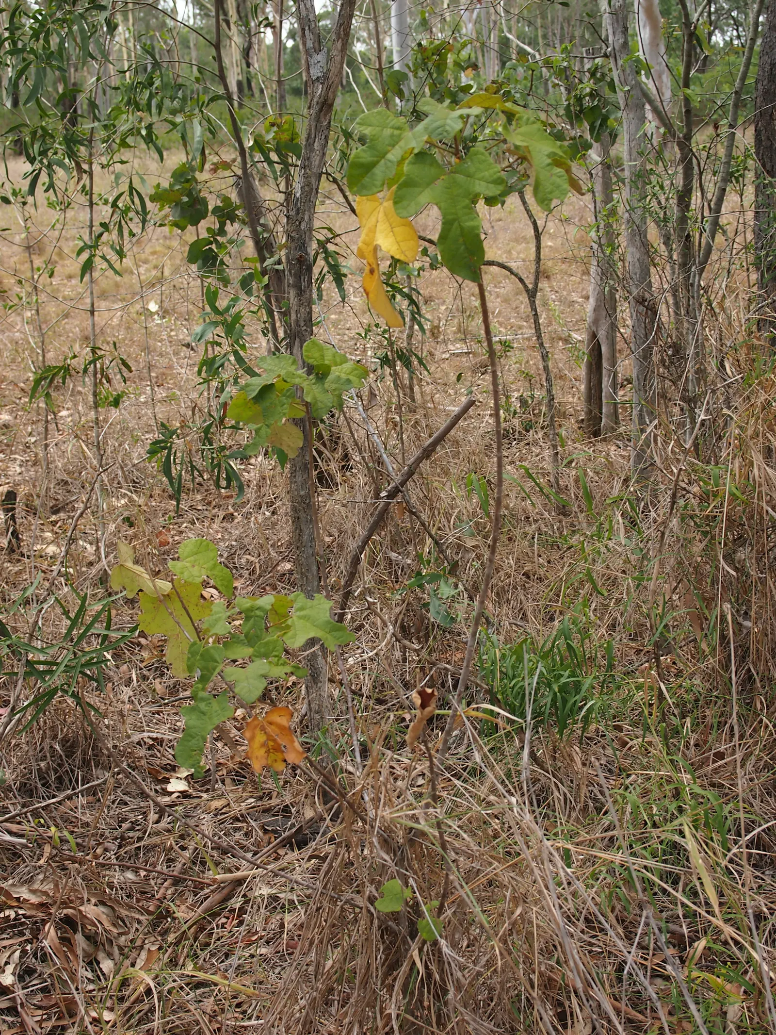 Little Kurrajong (Brachychiton Bidwilli) — bell-shaped crimson flowers adorn its branches