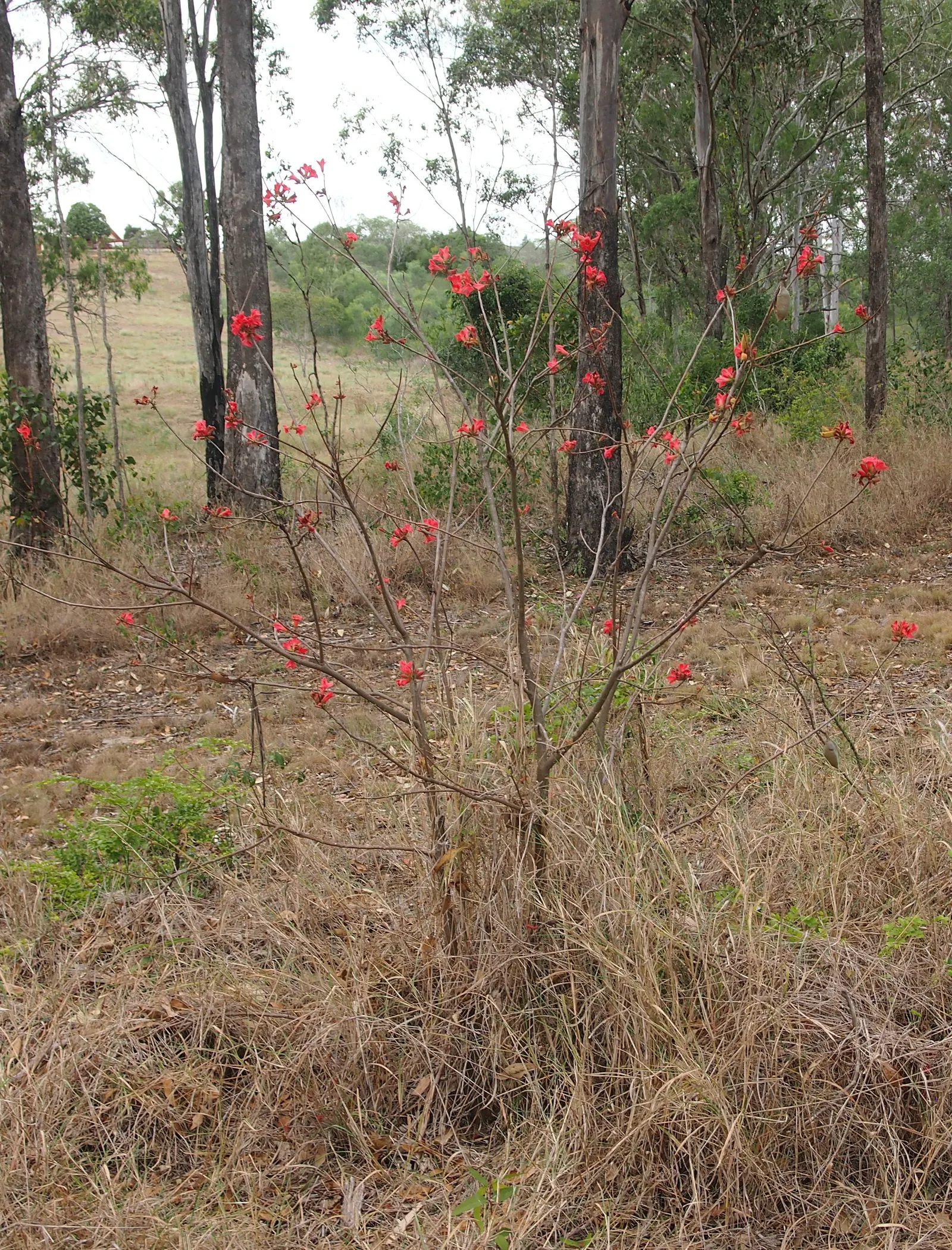 Little Kurrajong (Brachychiton Bidwilli) — is a semi-deciduous tree hailing from Australia