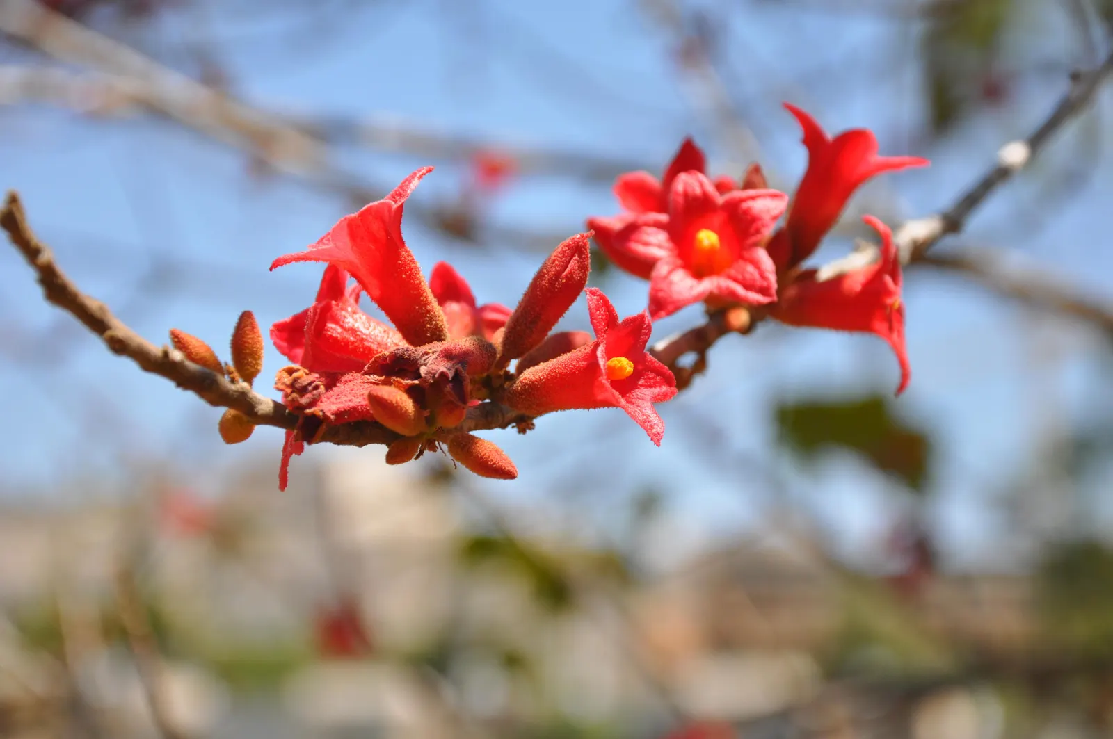 Little Kurrajong (Brachychiton Bidwilli) — Hardy and drought-tolerant, it's suitable for warmer climates, growing in USDA zones 9-11