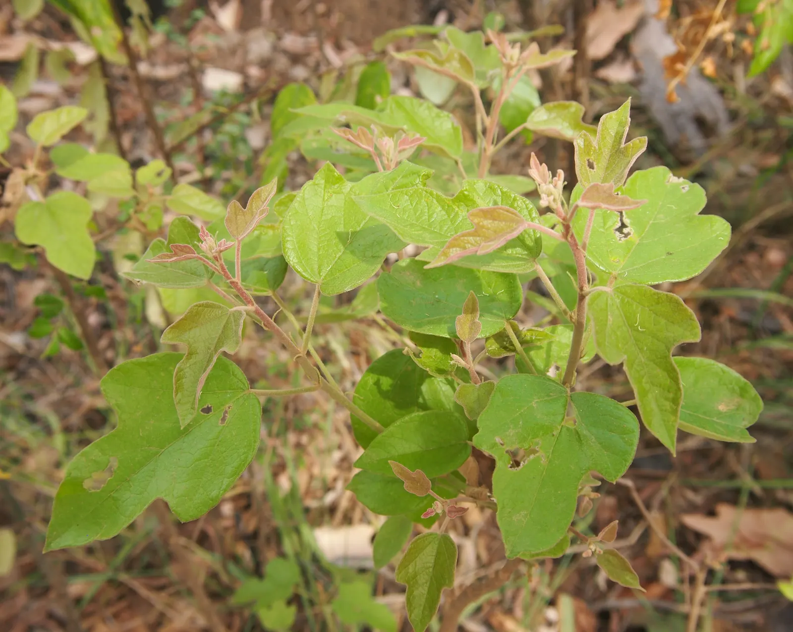 Little Kurrajong (Brachychiton Bidwilli) — Ideal for adding a splash of color to landscapes