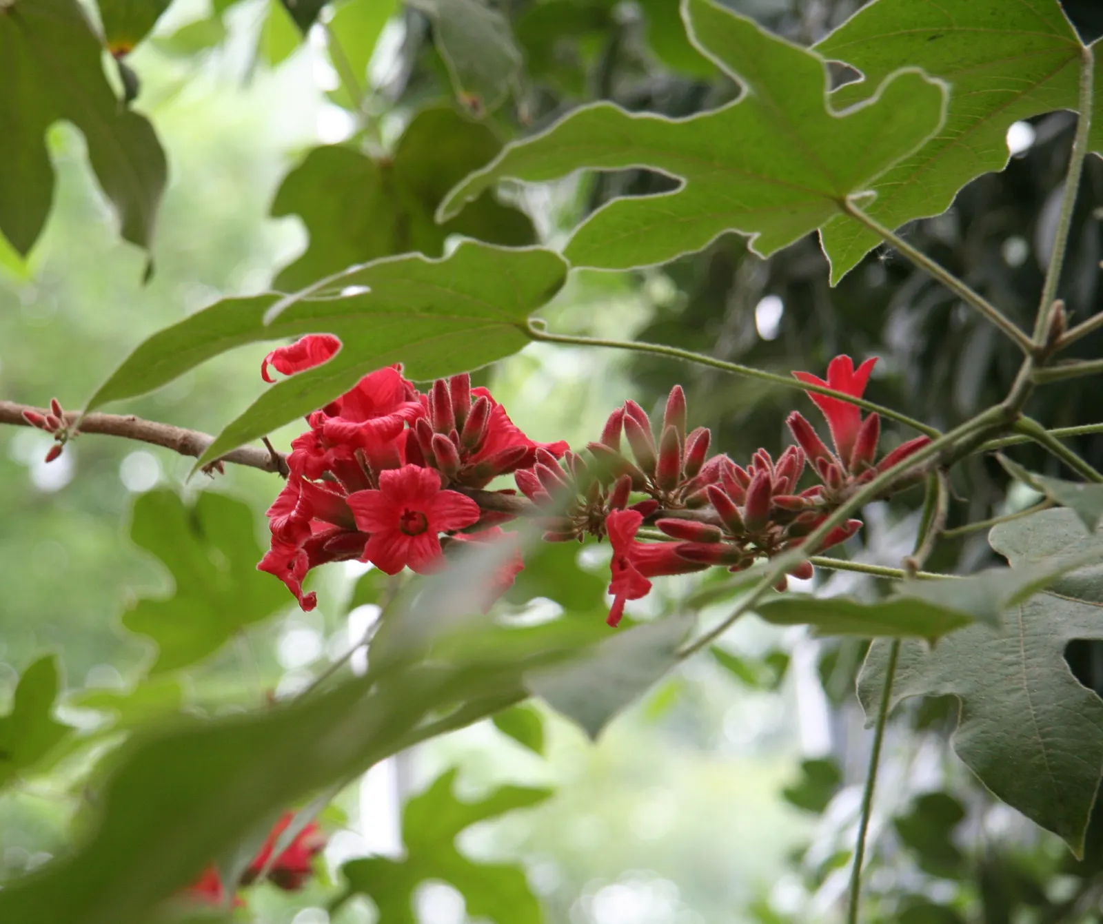 Little Kurrajong (Brachychiton Bidwilli) — The Little Kurrajong (Brachychiton bidwillii) is a vibrant small tree, reaching up to 20 feet in height