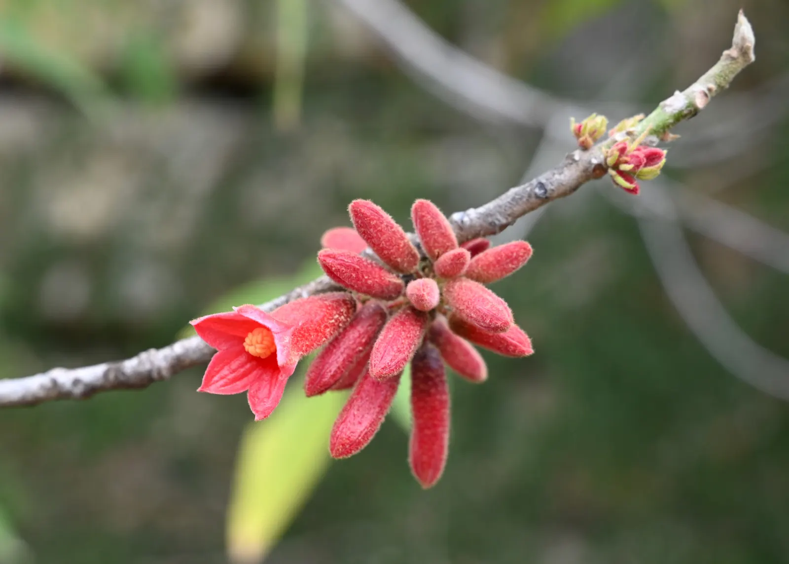 Little Kurrajong (Brachychiton Bidwilli) — often before the emergence of its bright green