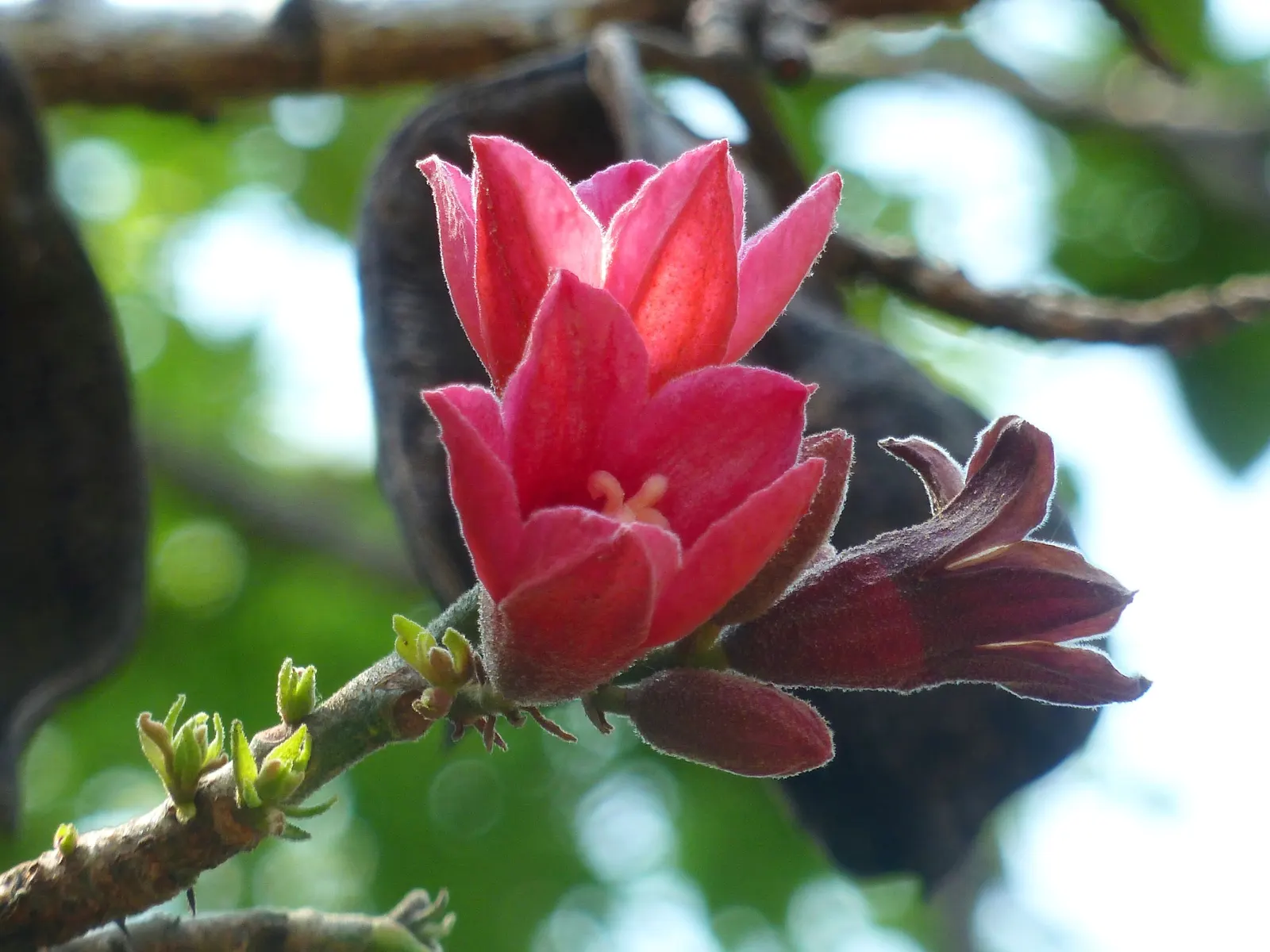 Little Kurrajong (Brachychiton Bidwilli) — scientifically known as Brachychiton bidwillii