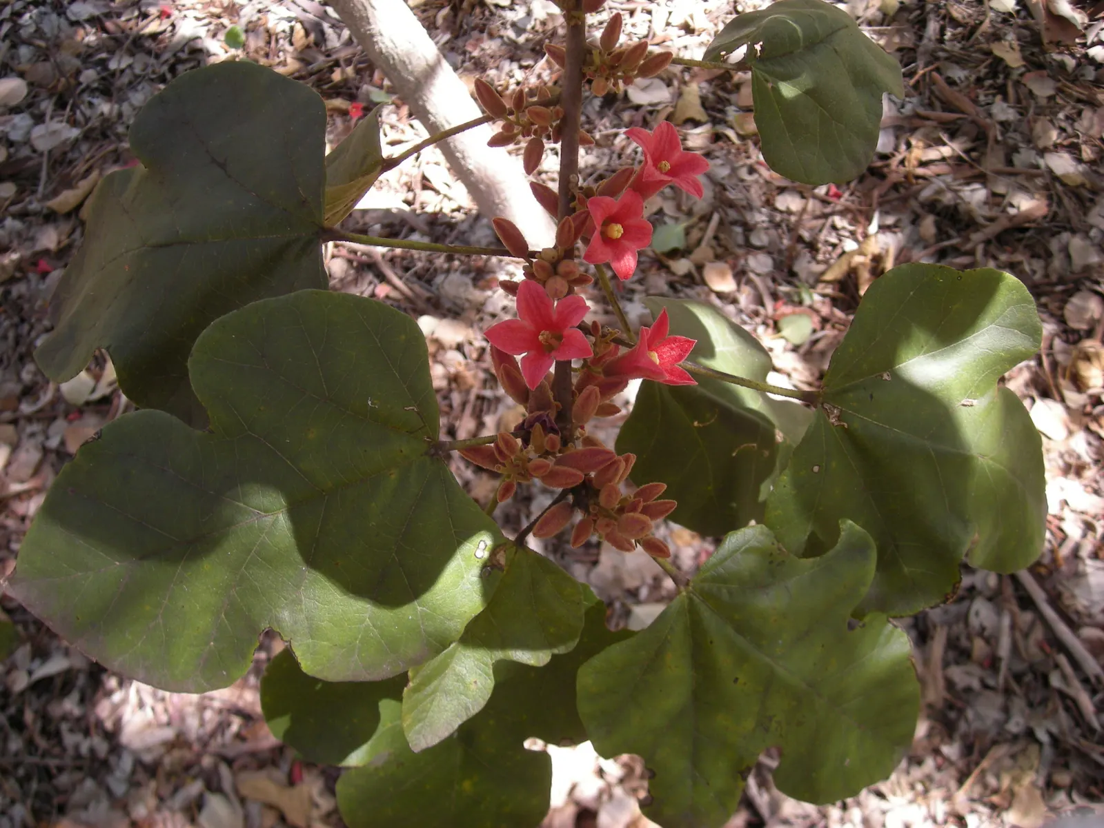 Little Kurrajong (Brachychiton Bidwilli) — Typically reaching heights of 15 to 20 feet at maturity
