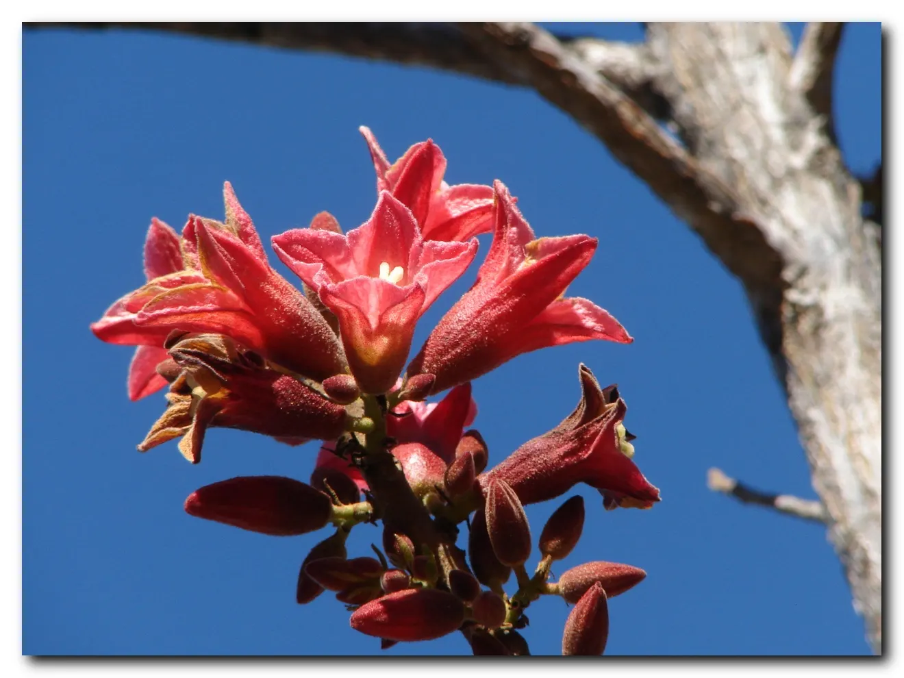 Little Kurrajong (Brachychiton Bidwilli) — renowned for its vibrant floral display and manageable size