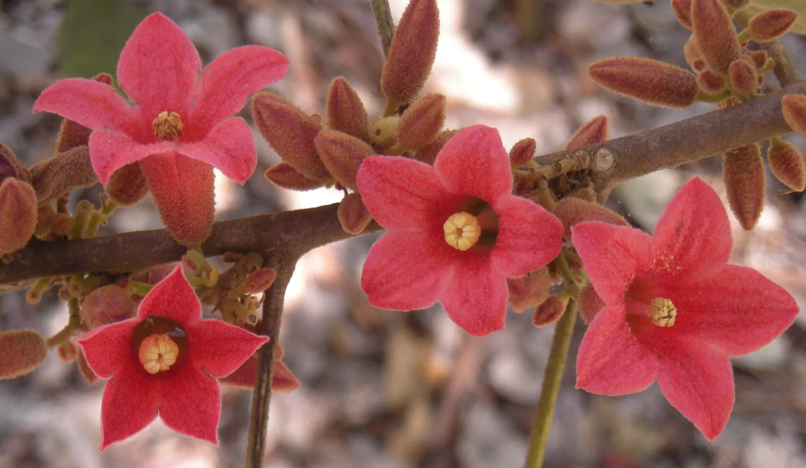 Little Kurrajong (Brachychiton Bidwilli) — it exhibits a spread of approximately 10 to 15 feet