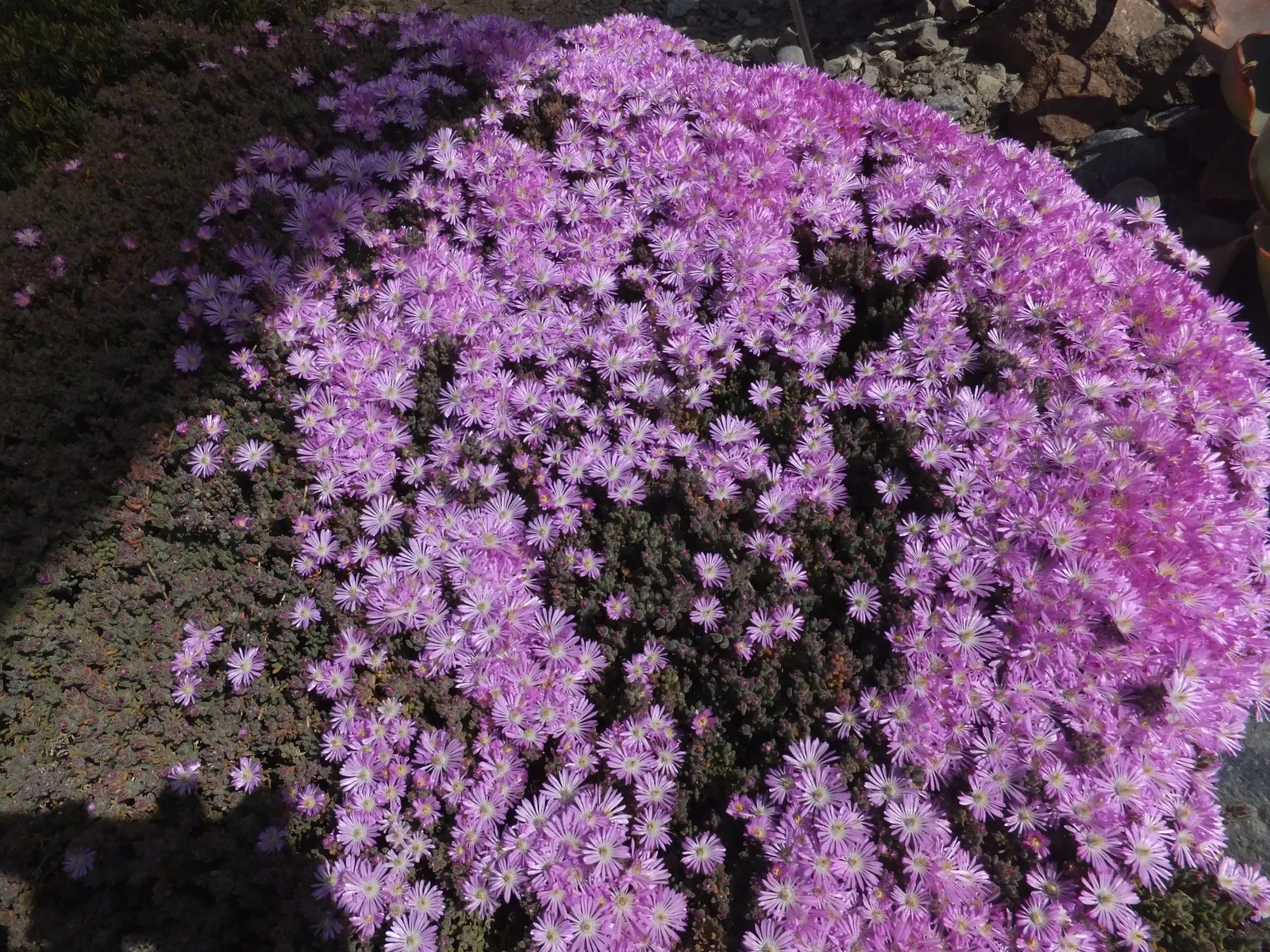 Rosea Ice Plant (Drosanthemum Floribundum) — This shimmering effect is caused by the plant\'s tiny bladder cells