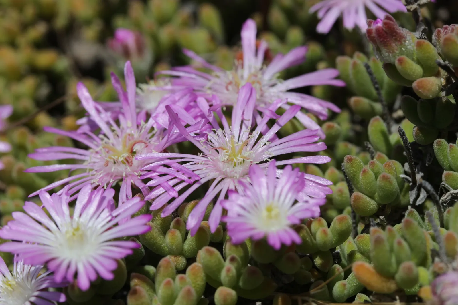 Rosea Ice Plant (Drosanthemum Floribundum) — the Rosea Ice Plant prefers well-drained soils and full sun exposure