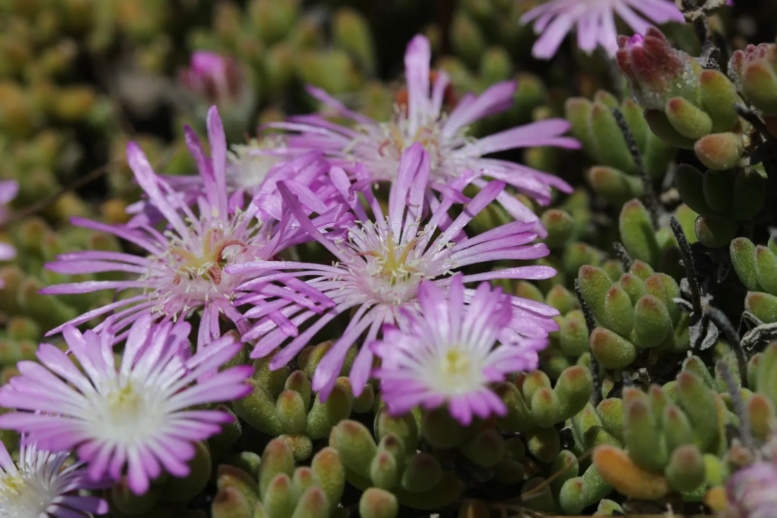 Rosea Ice Plant (Drosanthemum Floribundum) — scientifically named Drosanthemum floribundum