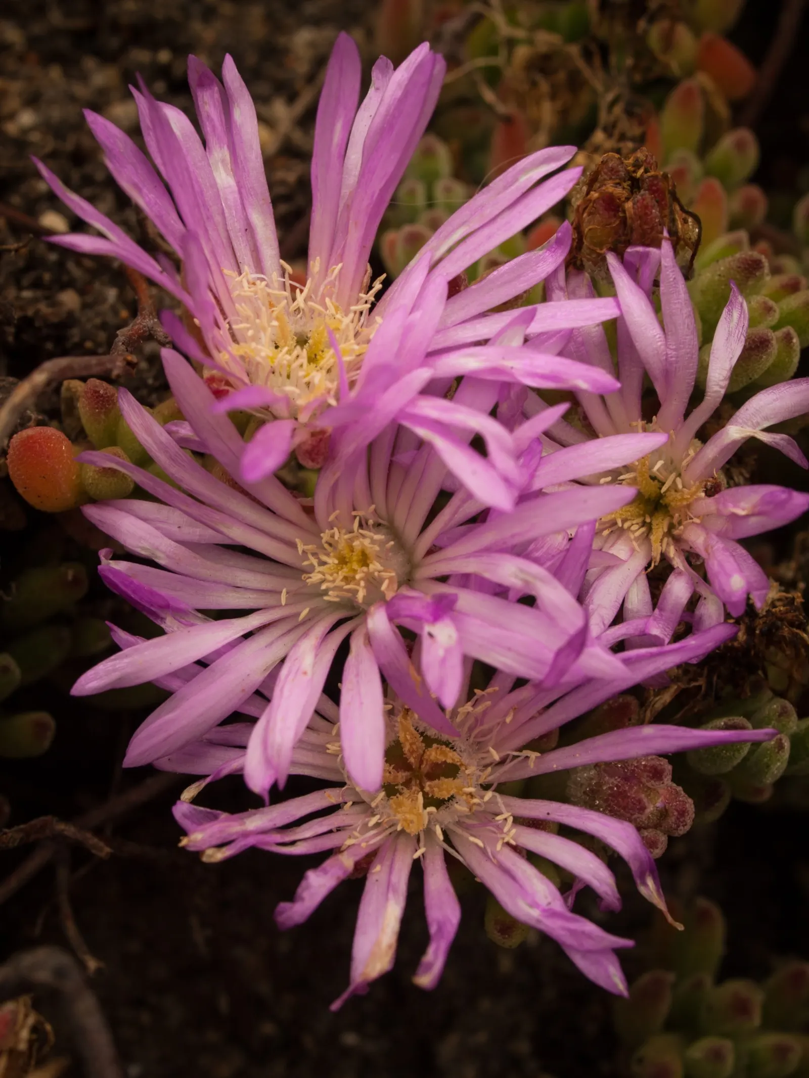 Rosea Ice Plant (Drosanthemum Floribundum) — It requires minimal watering once established, only needing additional moisture during prolonged dry spells