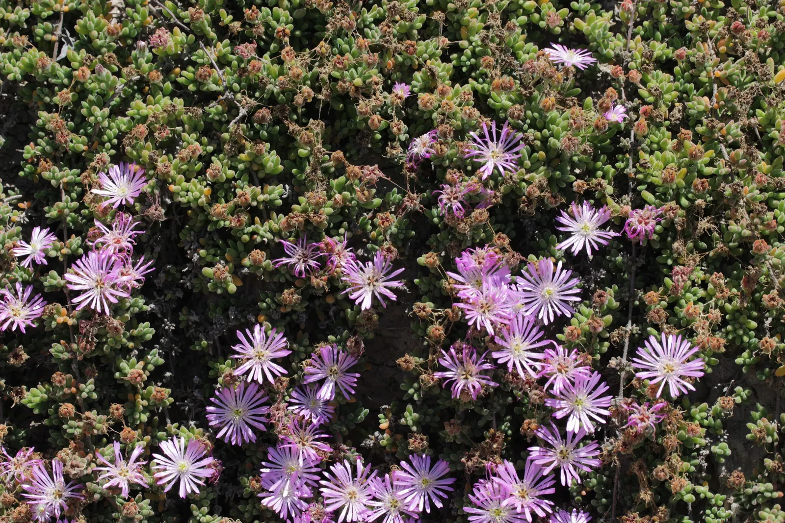 Rosea Ice Plant (Drosanthemum Floribundum) — showcasing a profusion of rose-pink to purple flowers