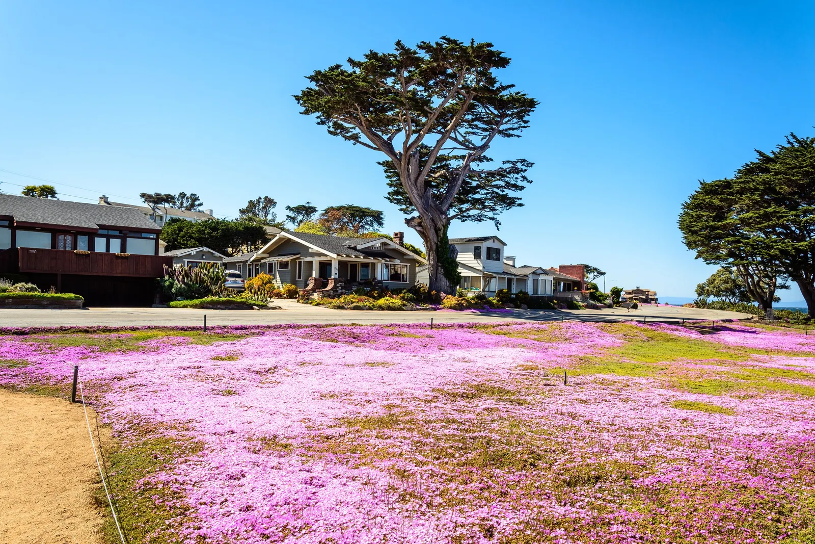 Rosea Ice Plant (Drosanthemum Floribundum) — it produces abundant purple-pink blossoms