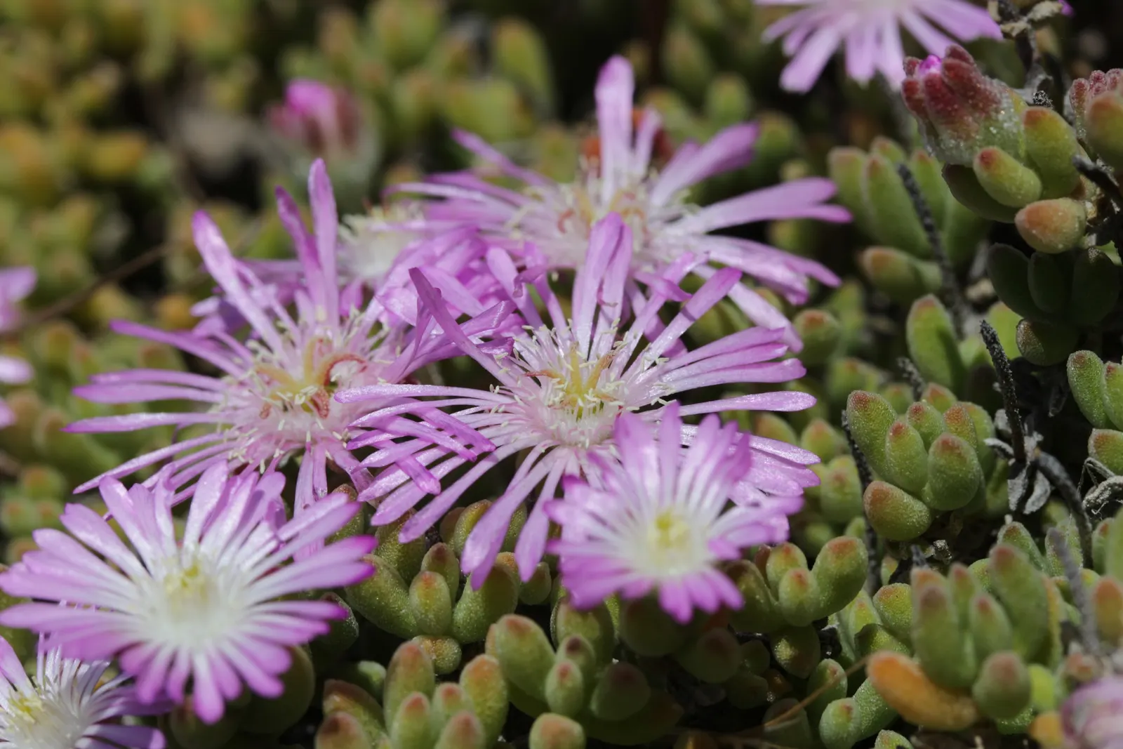 Rosea Ice Plant (Drosanthemum Floribundum) — The Rosea Ice Plant, Drosanthemum floribundum, is a vibrant perennial groundcover