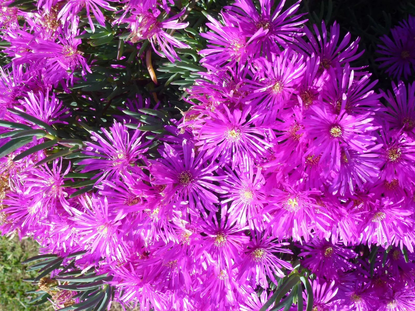 Rosea Ice Plant (Drosanthemum Floribundum) — They display an impressive bloom period from late spring to early summer
