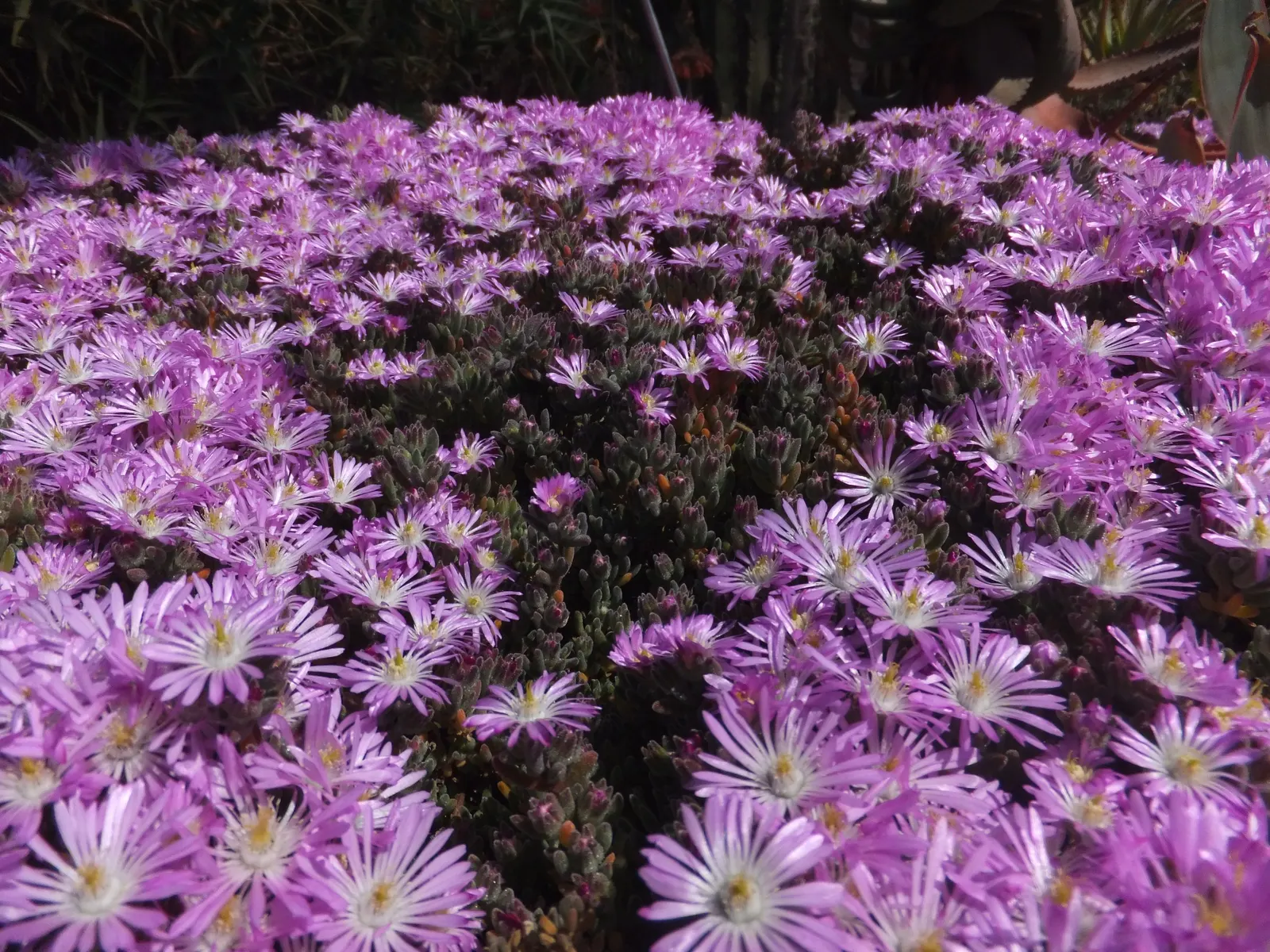 Rosea Ice Plant (Drosanthemum Floribundum) — giving the appearance of a light frost